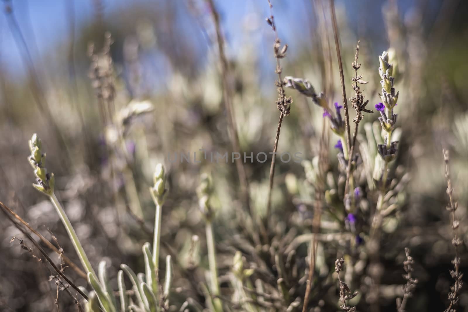 lavender in bloom in a garden in Portugal