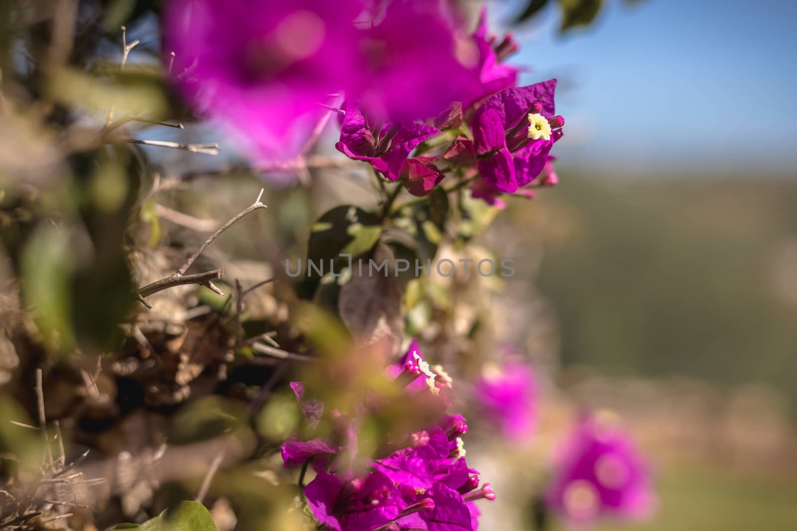 bougainvillea flower on a sunny winter day in Portugal