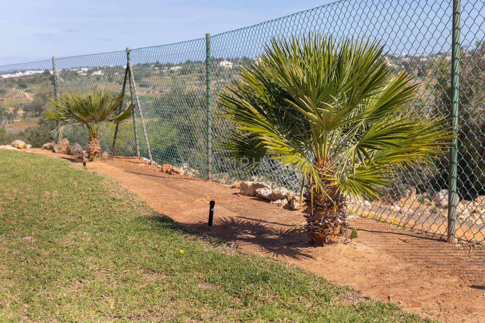 palm tree in front of a fence in a garden in portugal