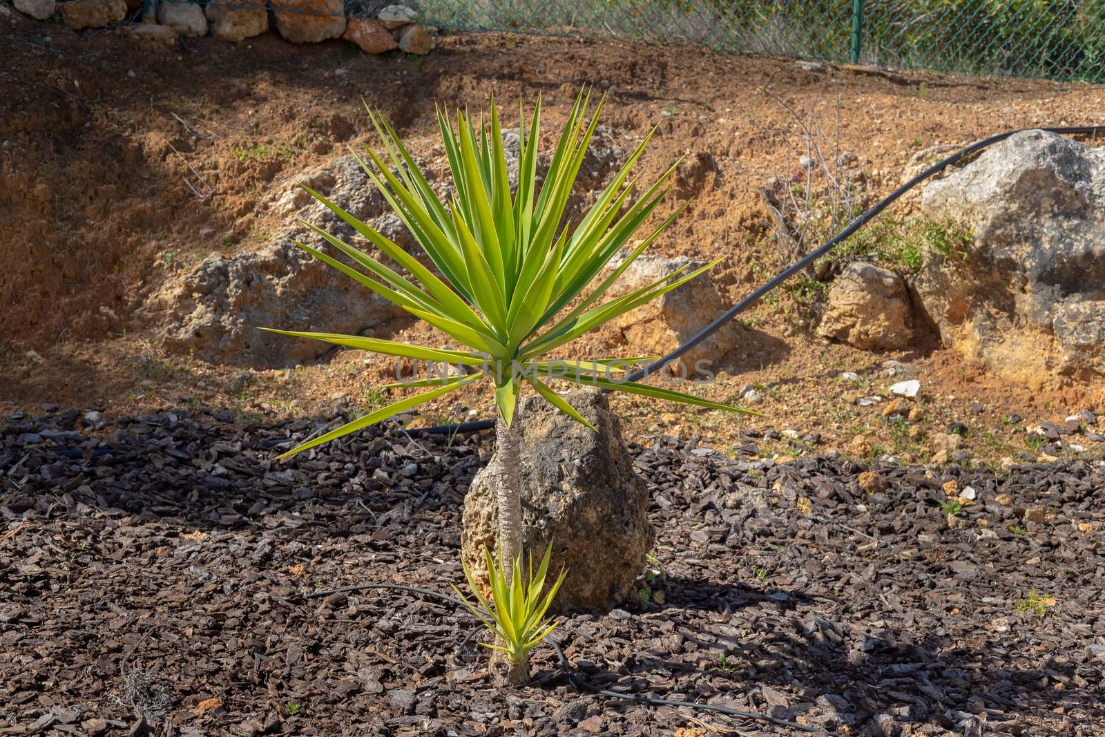 palm tree in front of a fence in a garden in portugal