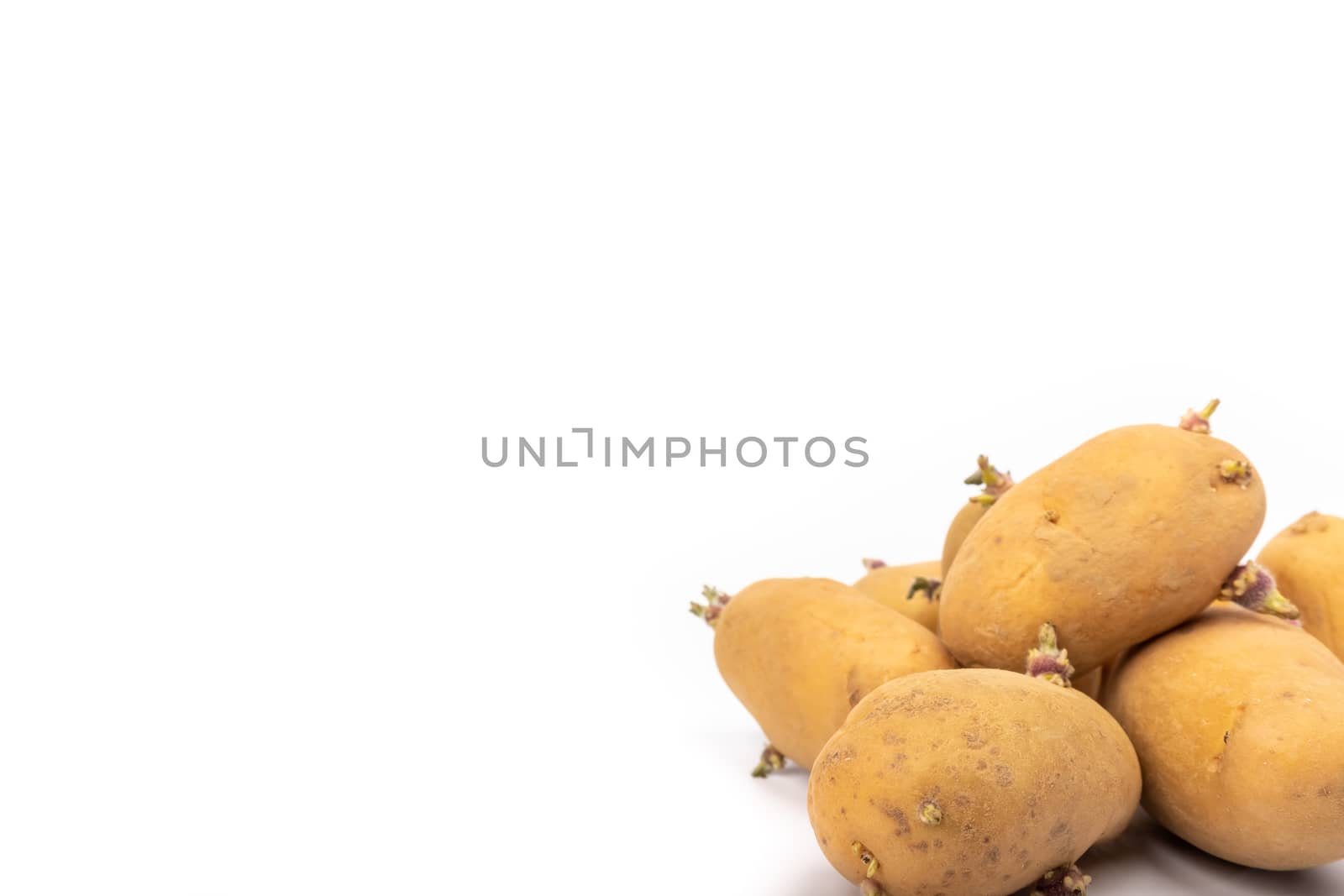 set of sprouted potato plants ready for planting - on white background in studio