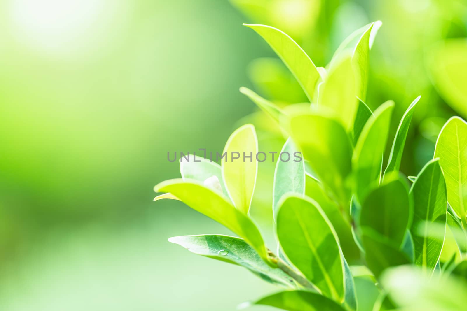 Leaves close up nature view of green leaf on blurred greenery ba by photosam