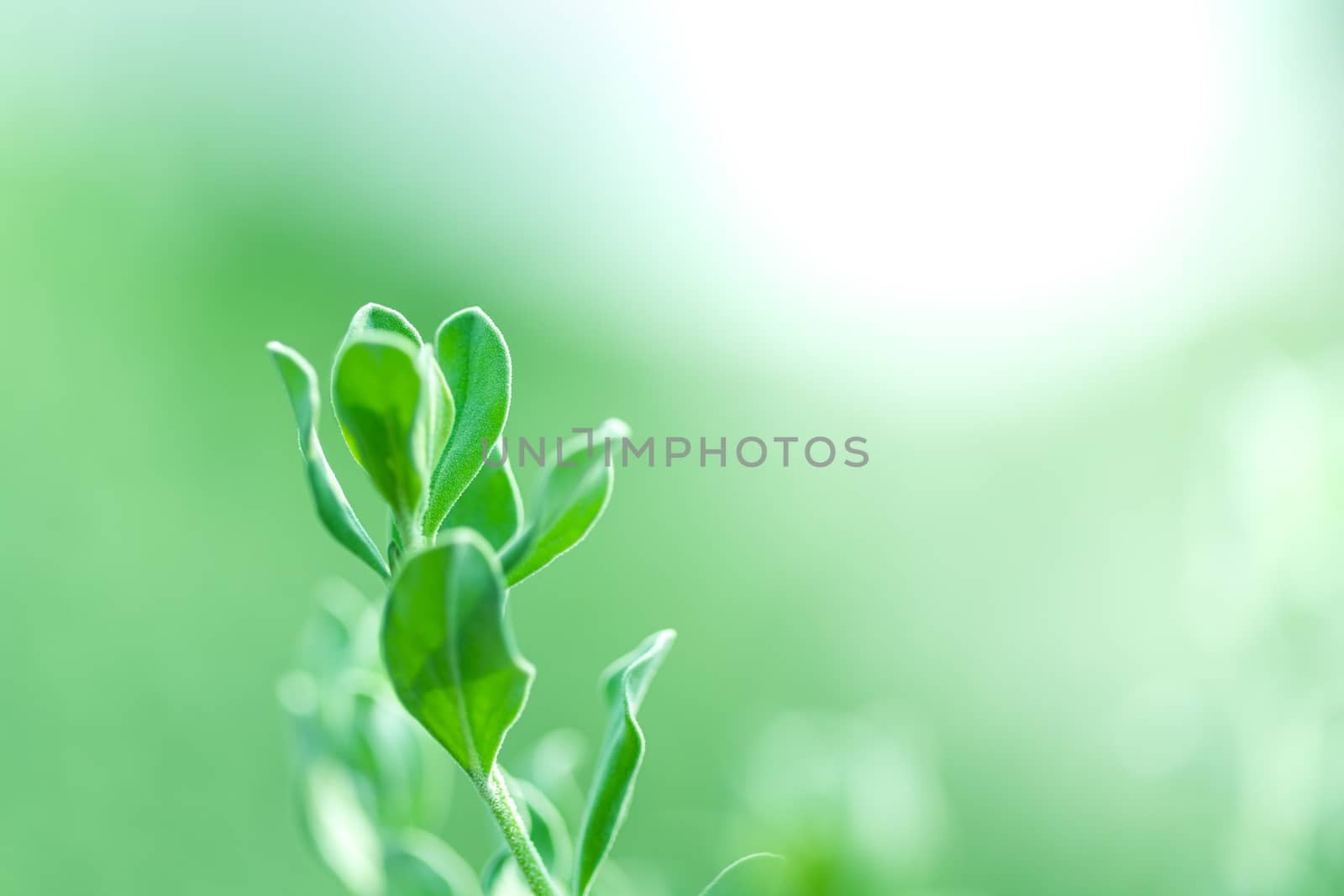 Leaves close up nature view of green leaf on blurred greenery ba by photosam