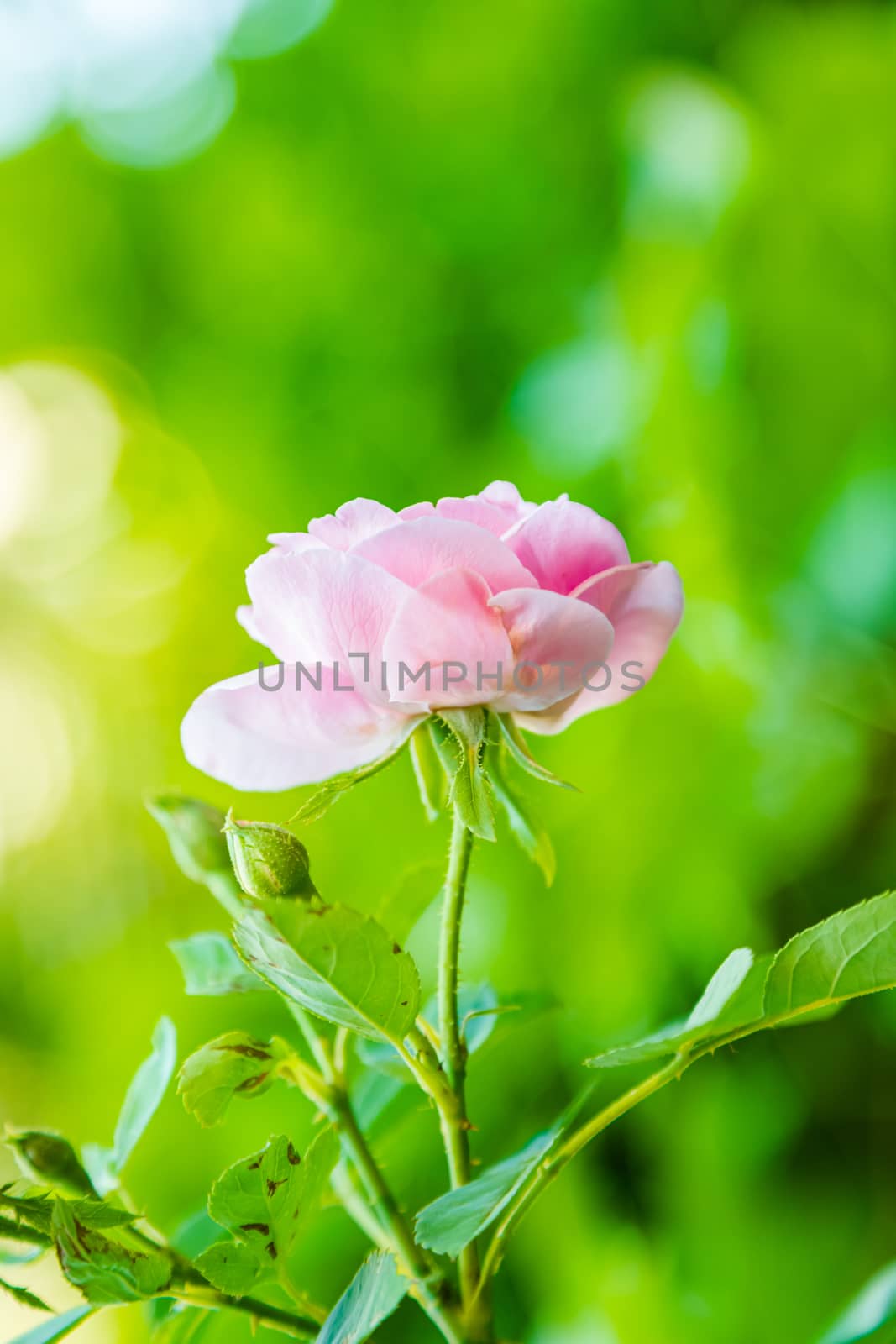 Pink rose In a garden that is close up.