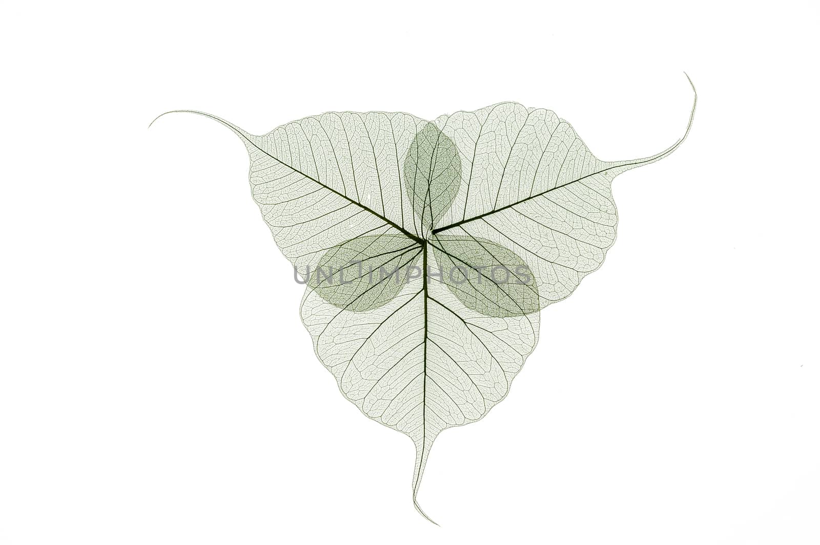Colorful skeleton leaves flower composition isolated on white background