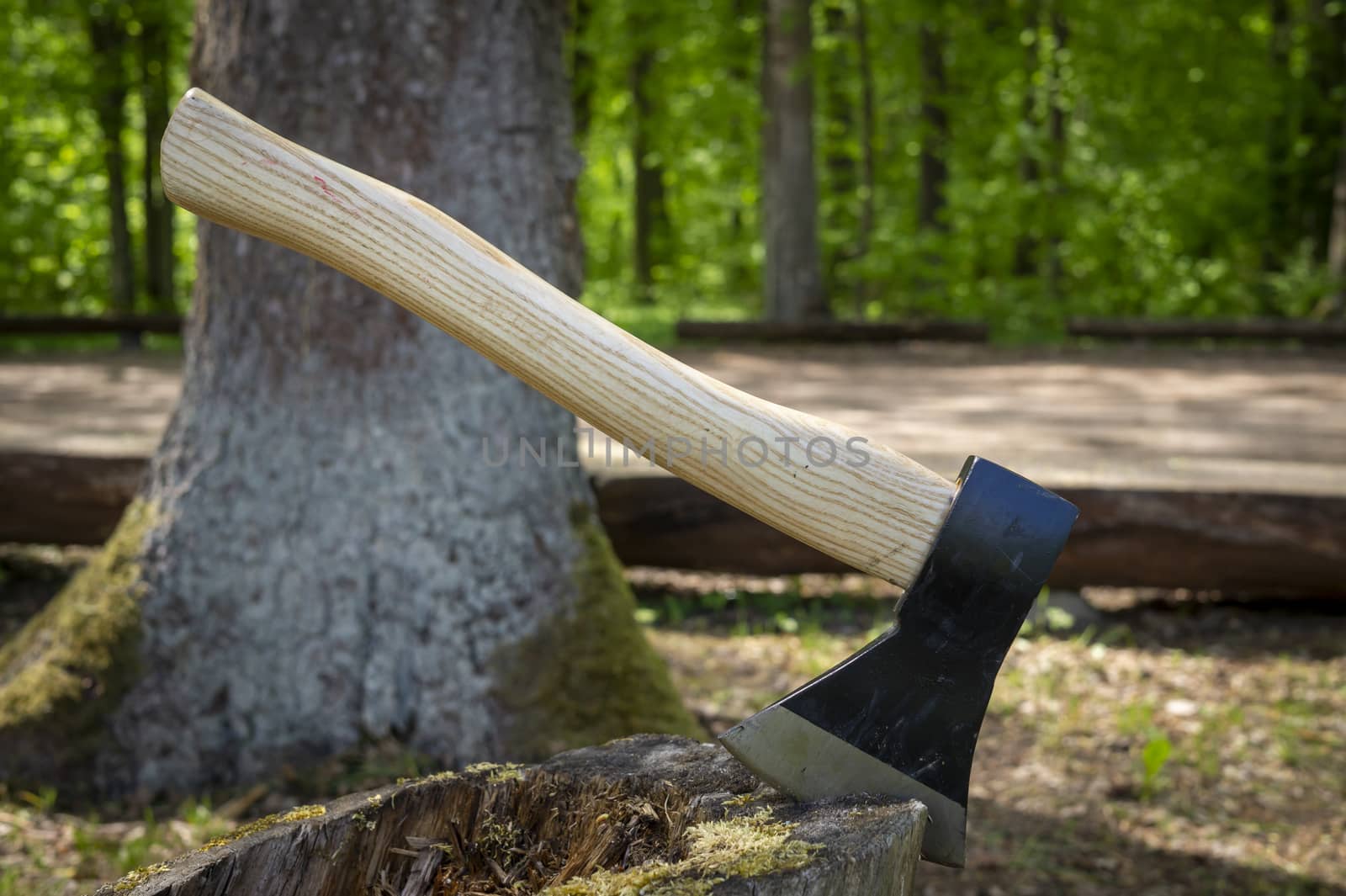 Chopper or axe standing upright in an old tree stump outdoors against a woodland background in spring