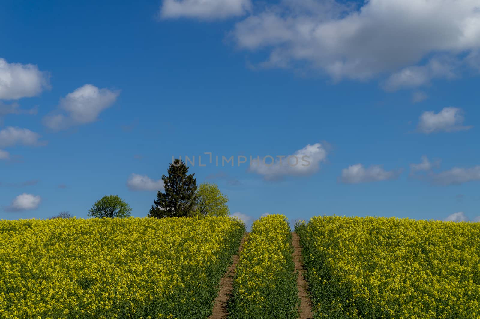 Flowering field of bright yellow rapeseed crop with tyre tracks from a farm vehicle under a sunny blue sky