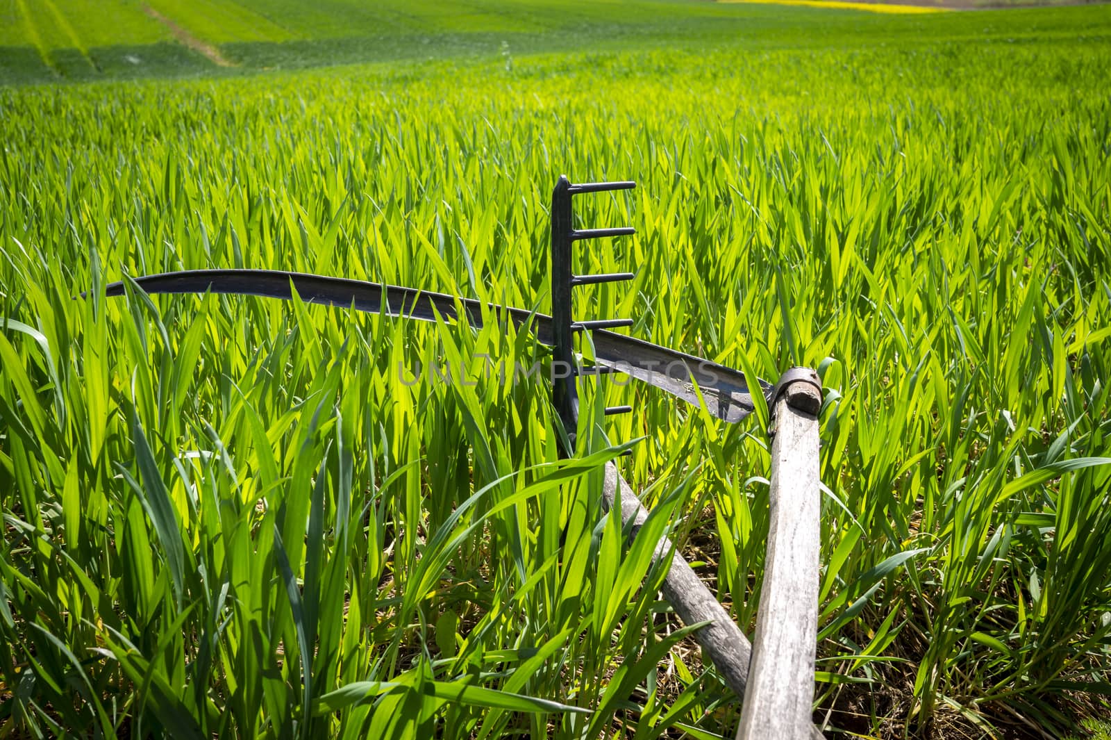 Rake and scythe in a lush green farm field in spring in an agricultural landscape