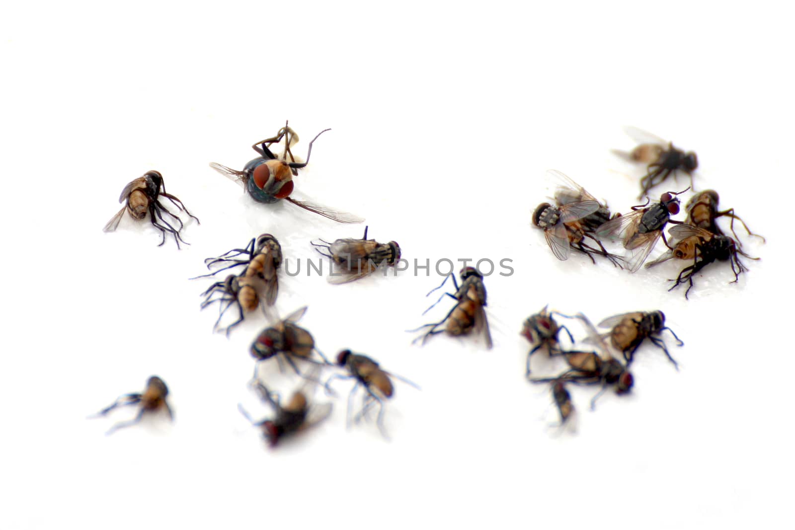 pile of flies, macro many dead flies on white background, flies are carriers of typhoid tuberculosis (selective focus)
