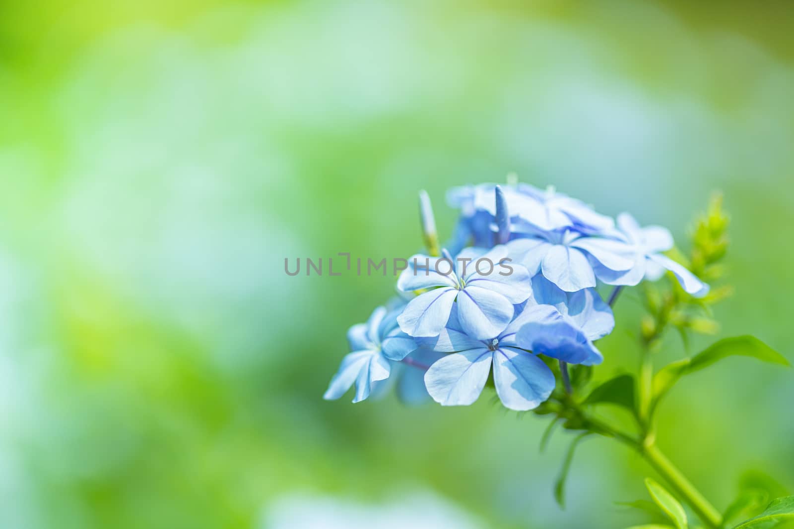 Beautiful blue flower, Cape leadwort, Plumbago auriculata, in the garden