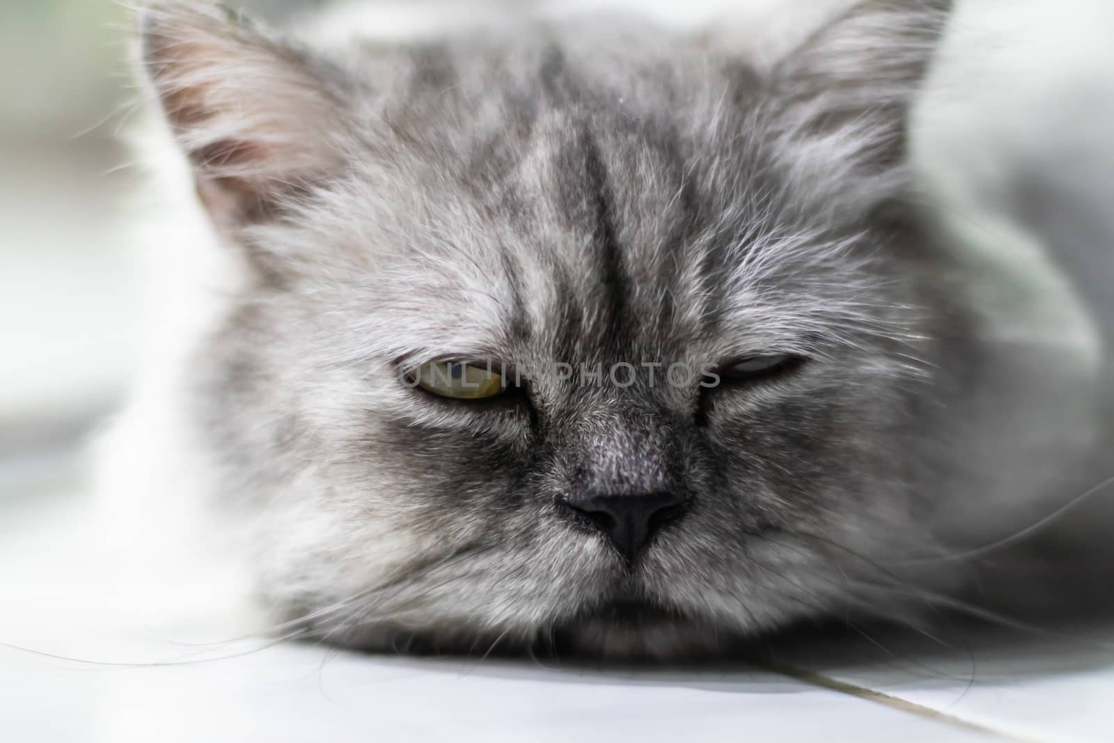 Gray cat with yellow eyes sitting and looking at the camera Separated from blurred backgrounds