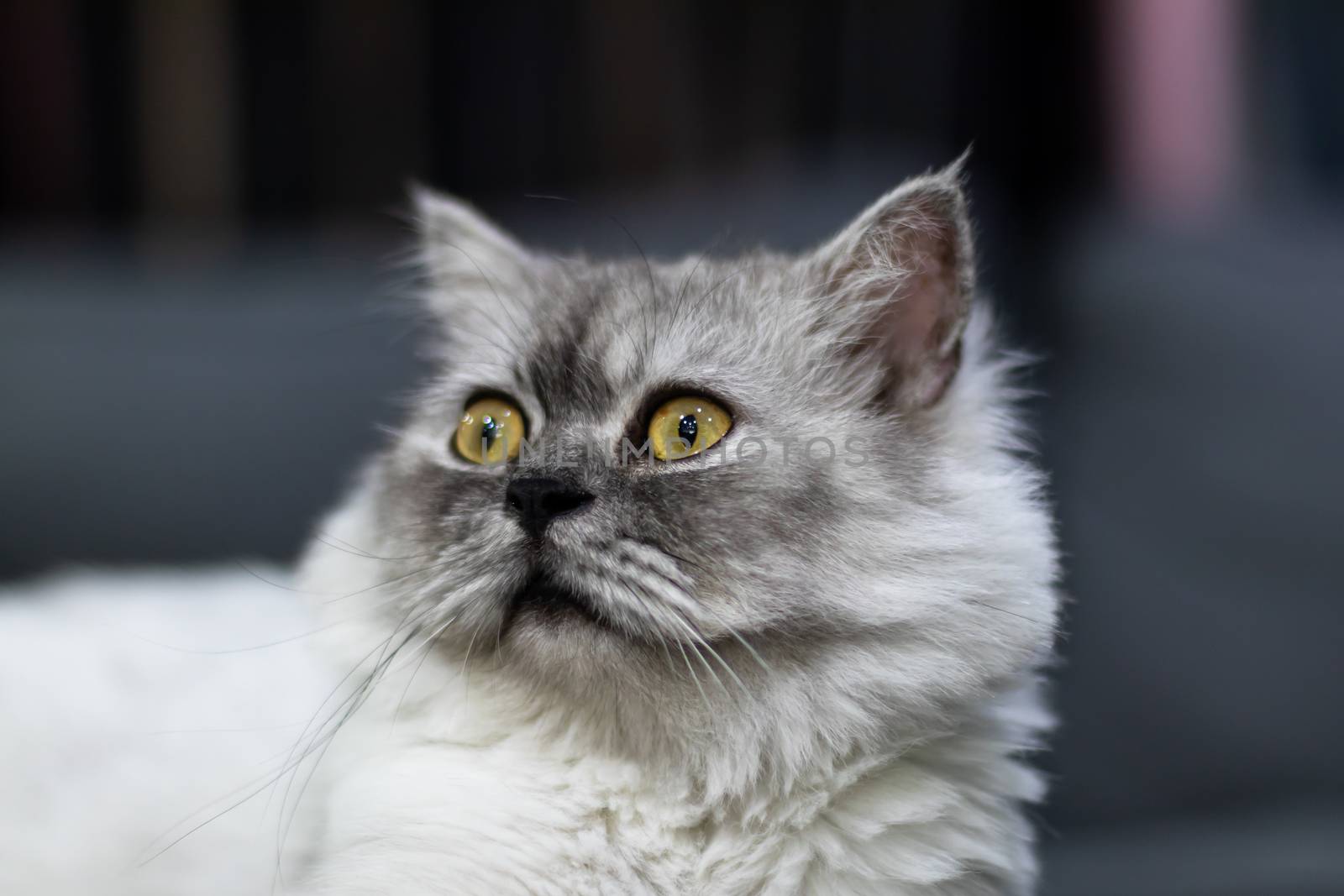 Gray cat with yellow eyes sitting and looking at the camera Separated from blurred backgrounds