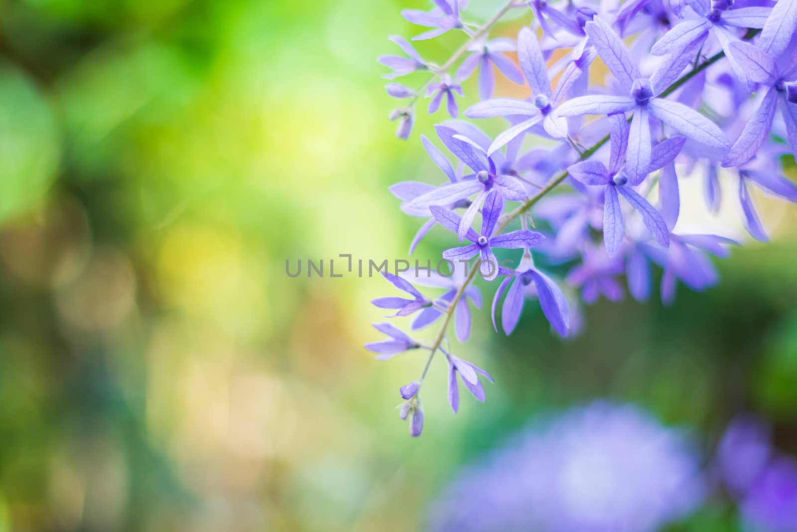 Beautiful purple wreath vine (Petrea Volubilis) or queen's wreath vine flower on blurred background