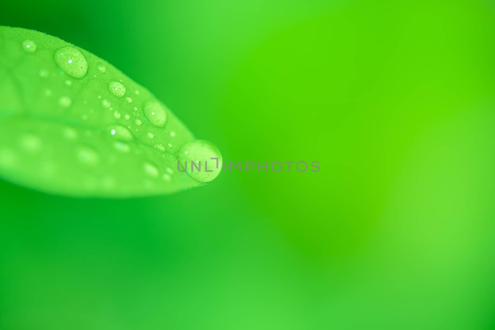 Leaves close up nature view of green leaf on blurred greenery ba by photosam