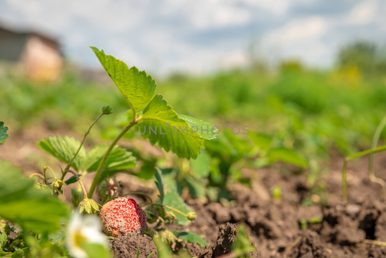 growing strawberries without chemistry on an organic farm.