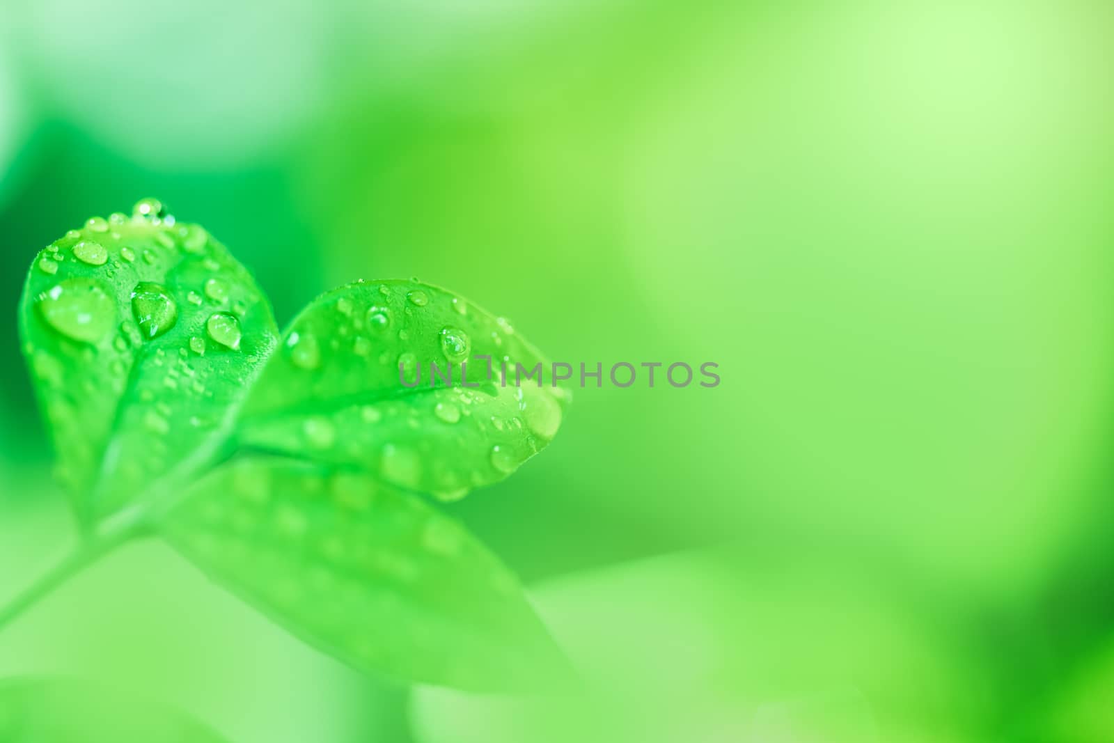 Leaves close up nature view of green leaf on blurred greenery ba by photosam