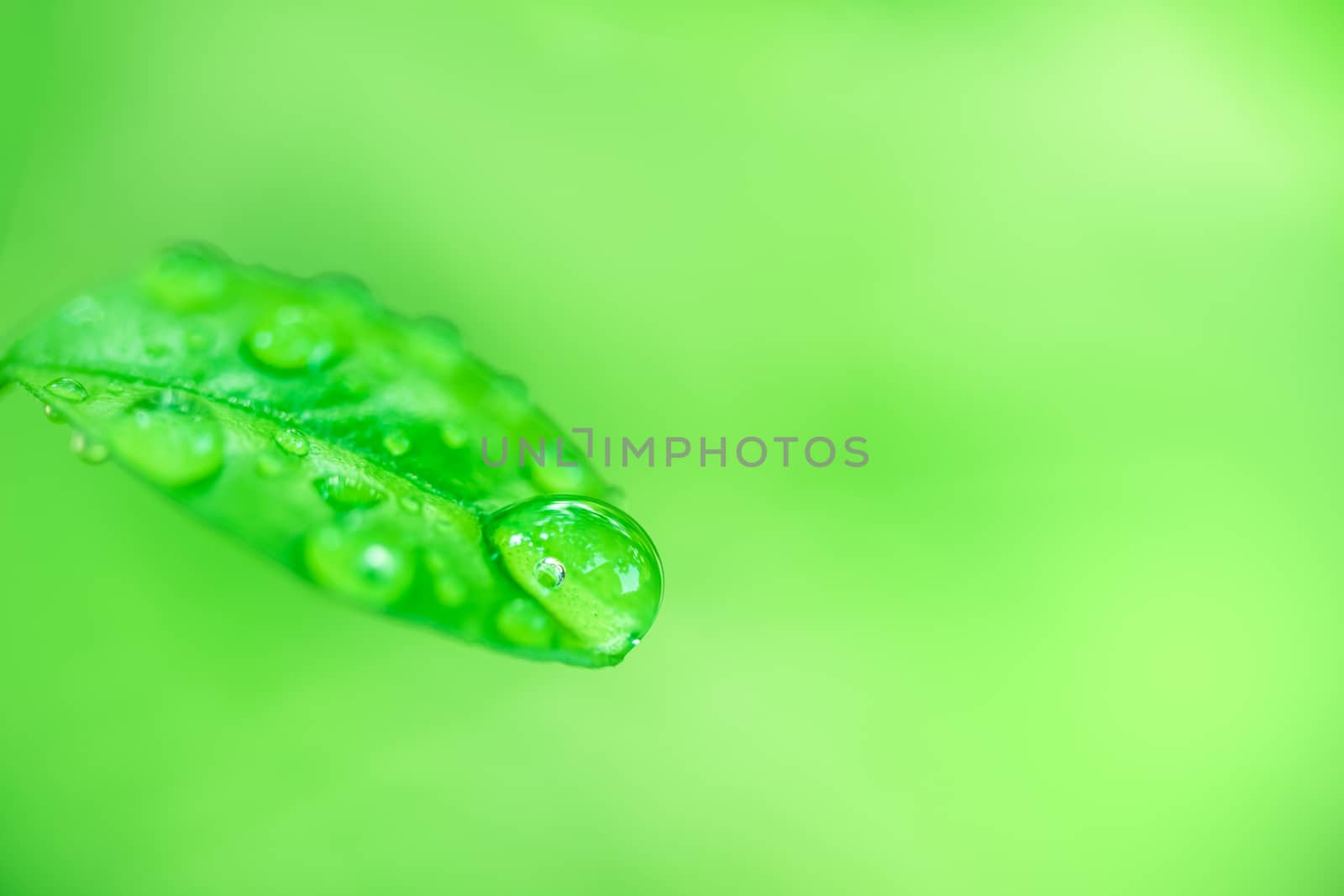 Leaves close up nature view of green leaf on blurred greenery ba by photosam