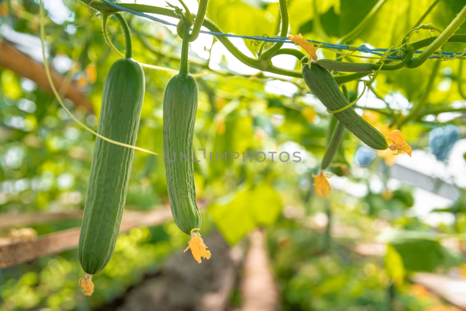 growing organic cucumbers without chemicals and pesticides in a greenhouse on the farm, healthy vegetables with vitamins.