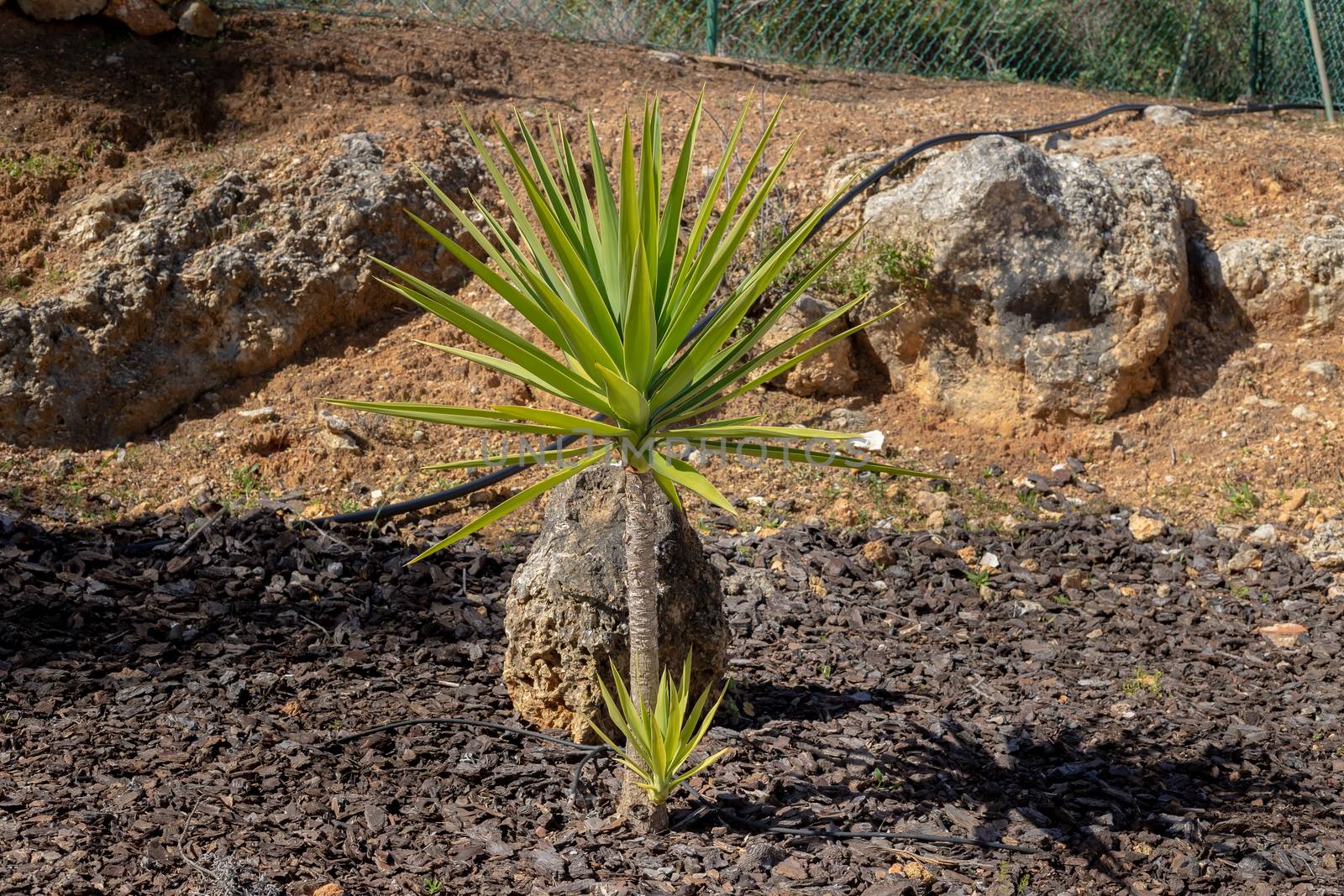 palm tree in front of a fence in a garden in portugal