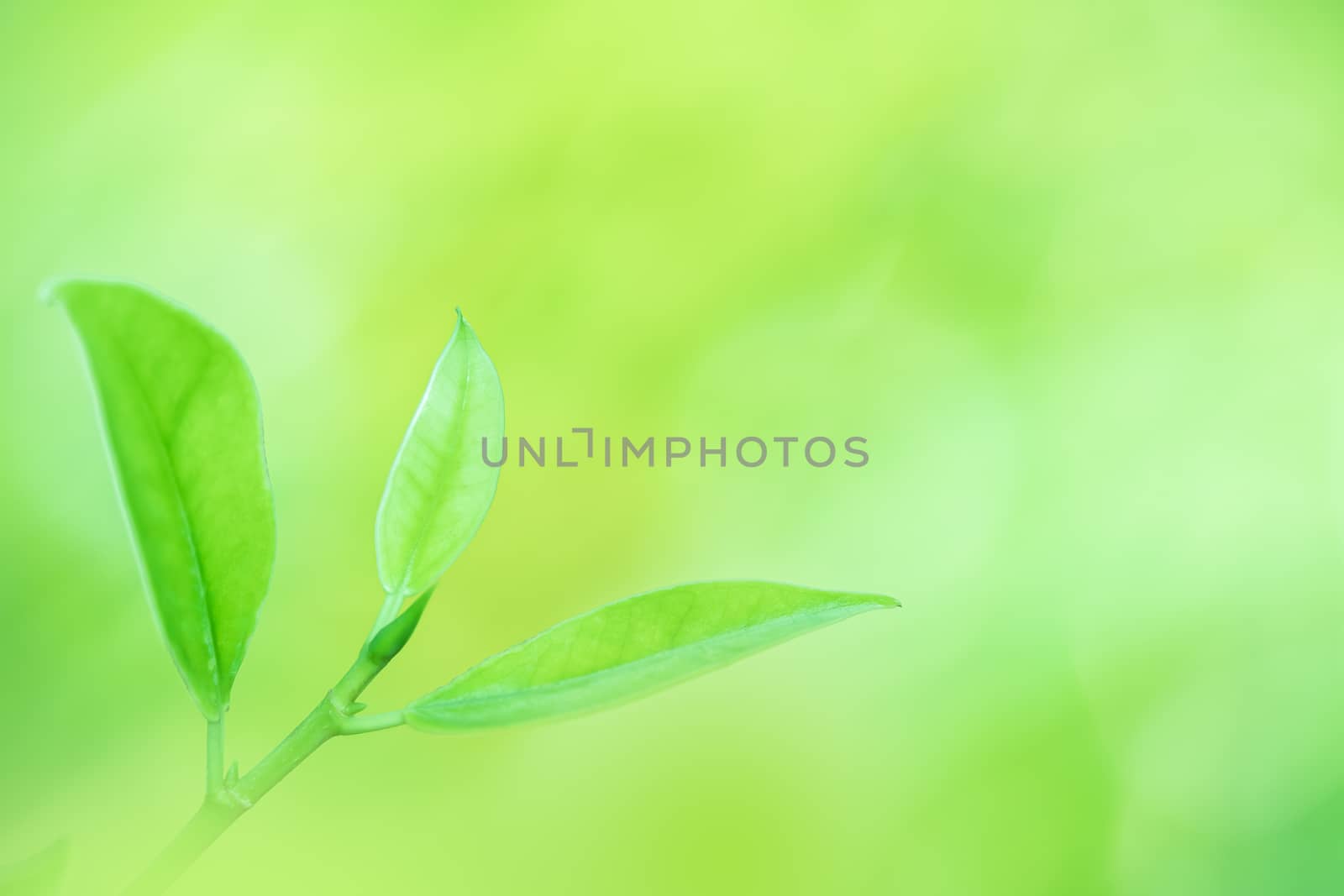 Leaves close up nature view of green leaf on blurred greenery ba by photosam