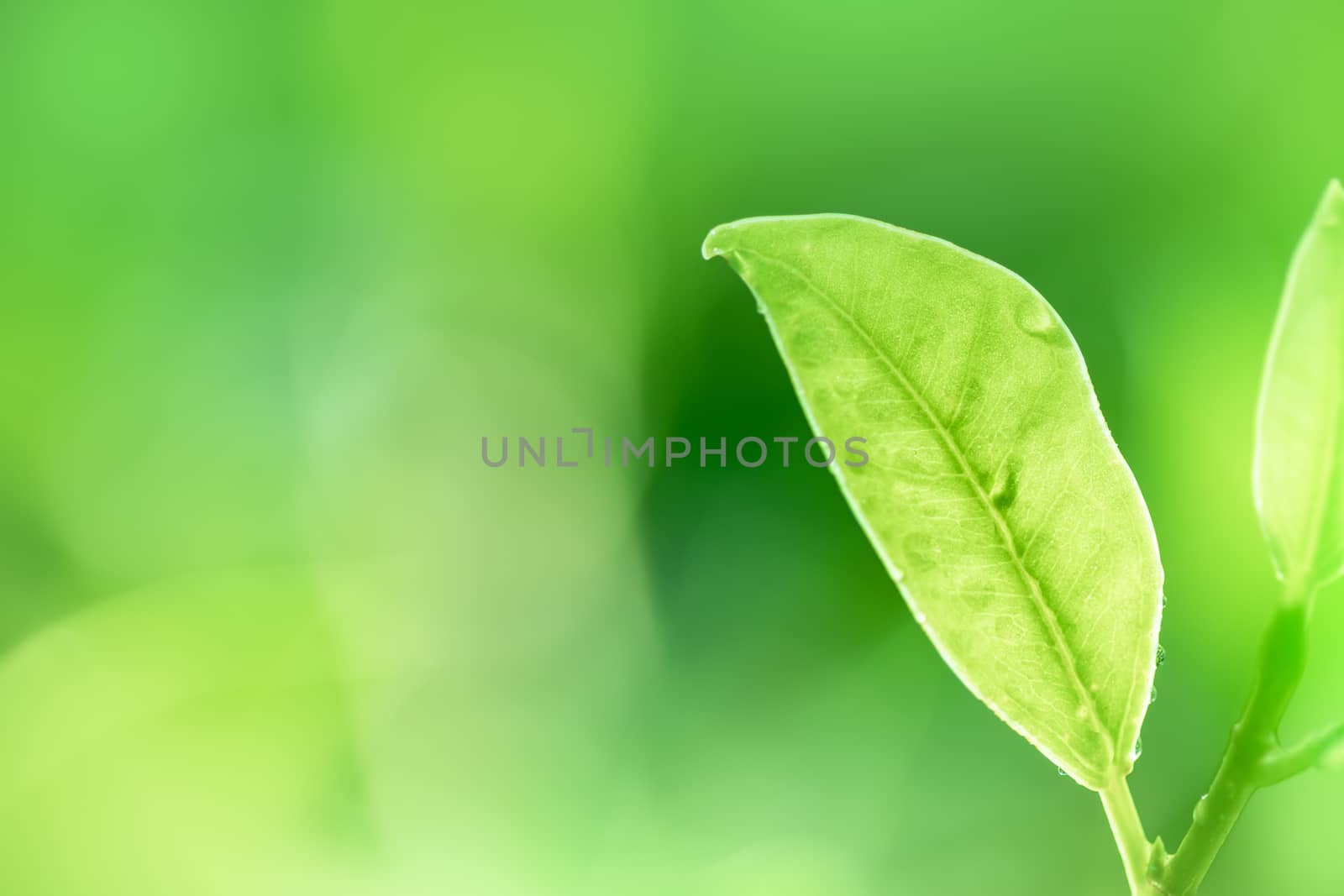 Leaves close up nature view of green leaf on blurred greenery ba by photosam