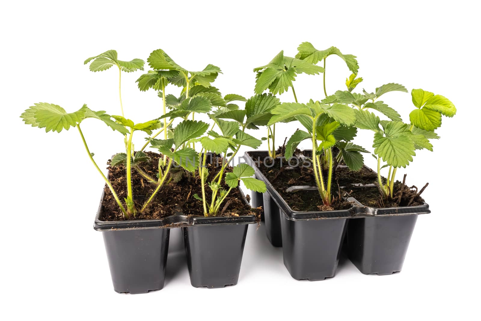 young strawberry plants in pots on white background in studio