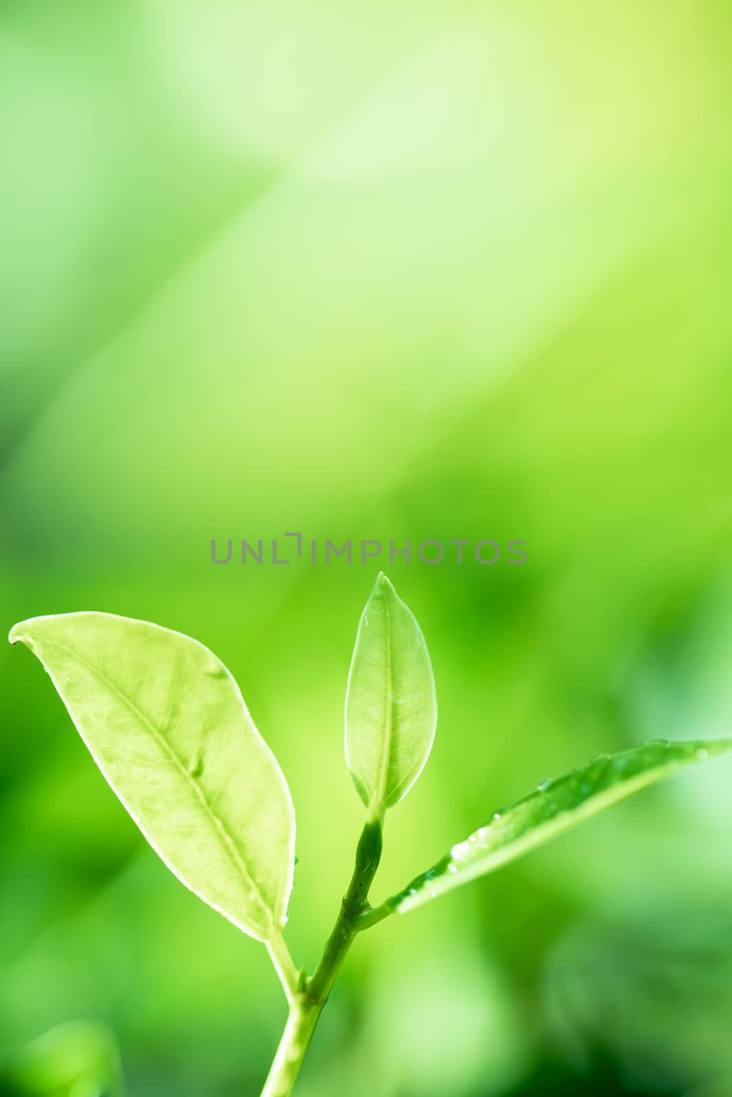Leaves close up nature view of green leaf on blurred greenery ba by photosam