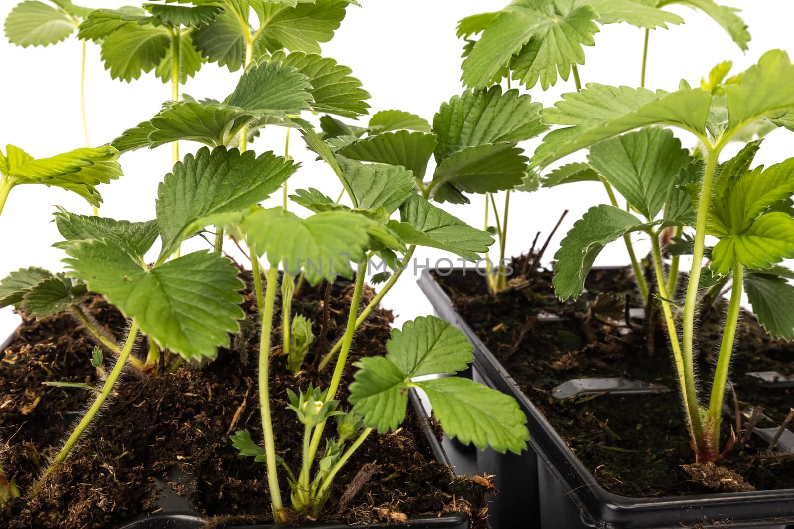 young strawberry plants in pots on white background by AtlanticEUROSTOXX