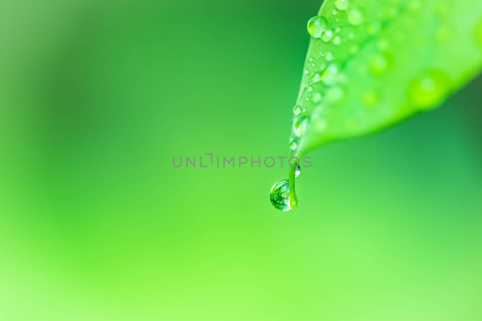 Leaves close up nature view of green leaf on blurred greenery ba by photosam