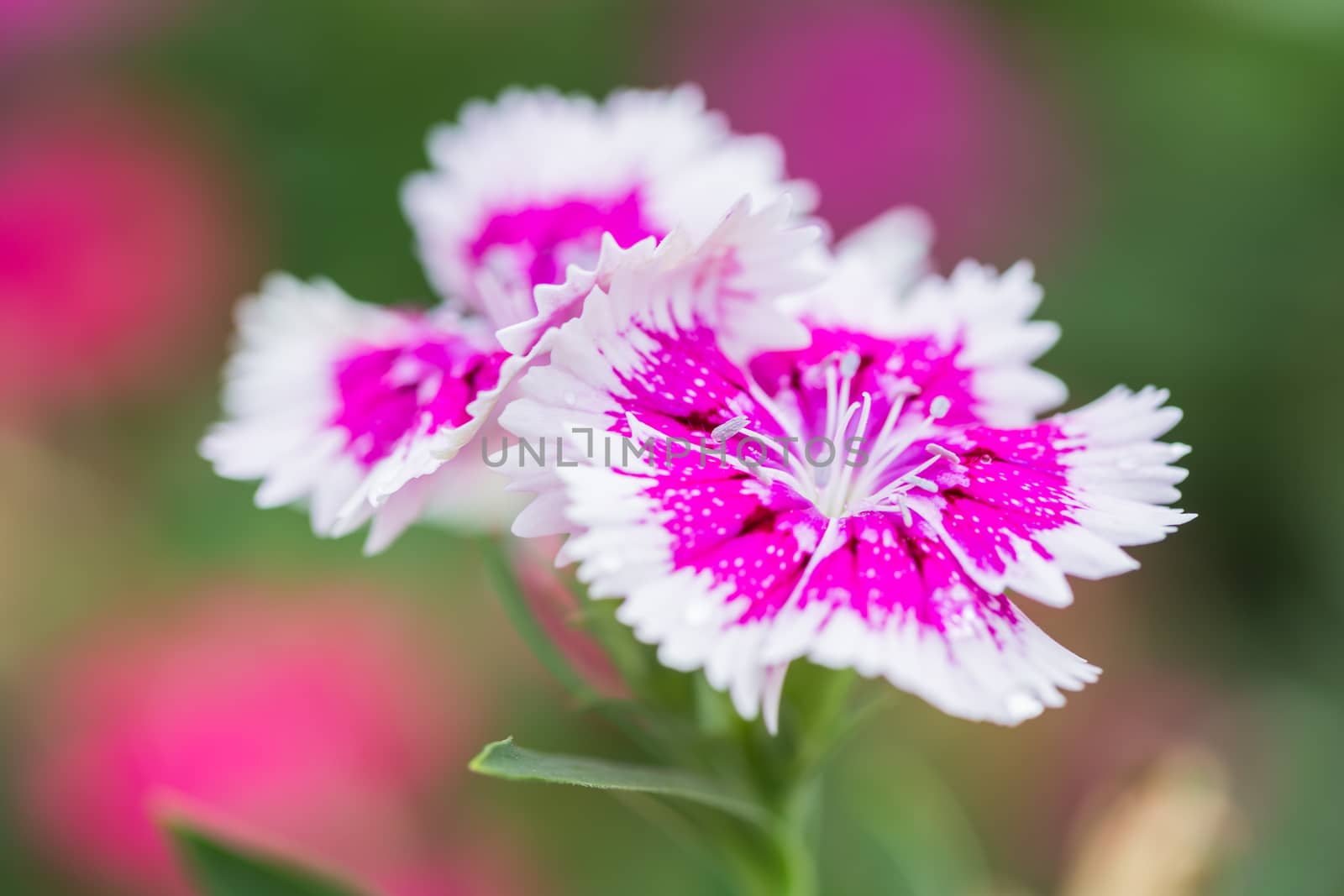 Closeup of pink Dianthus Chinensis Flowers in the garden used as an illustration in agriculture