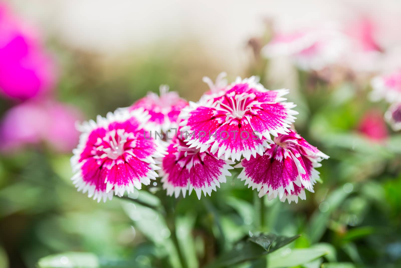 Closeup of pink Dianthus Chinensis Flowers in the garden used as an illustration in agriculture