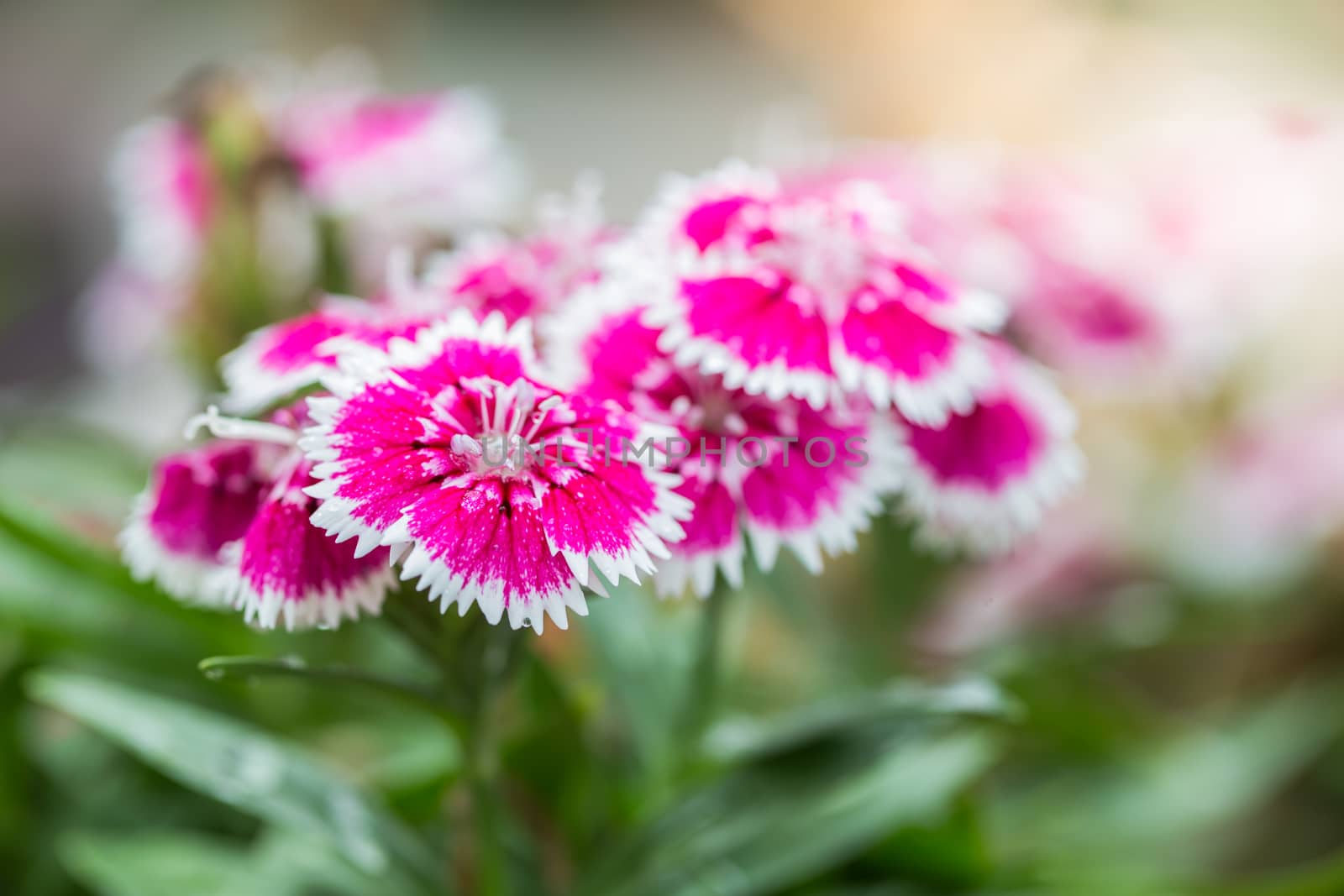 Closeup of pink Dianthus Chinensis Flowers in the garden  by photosam