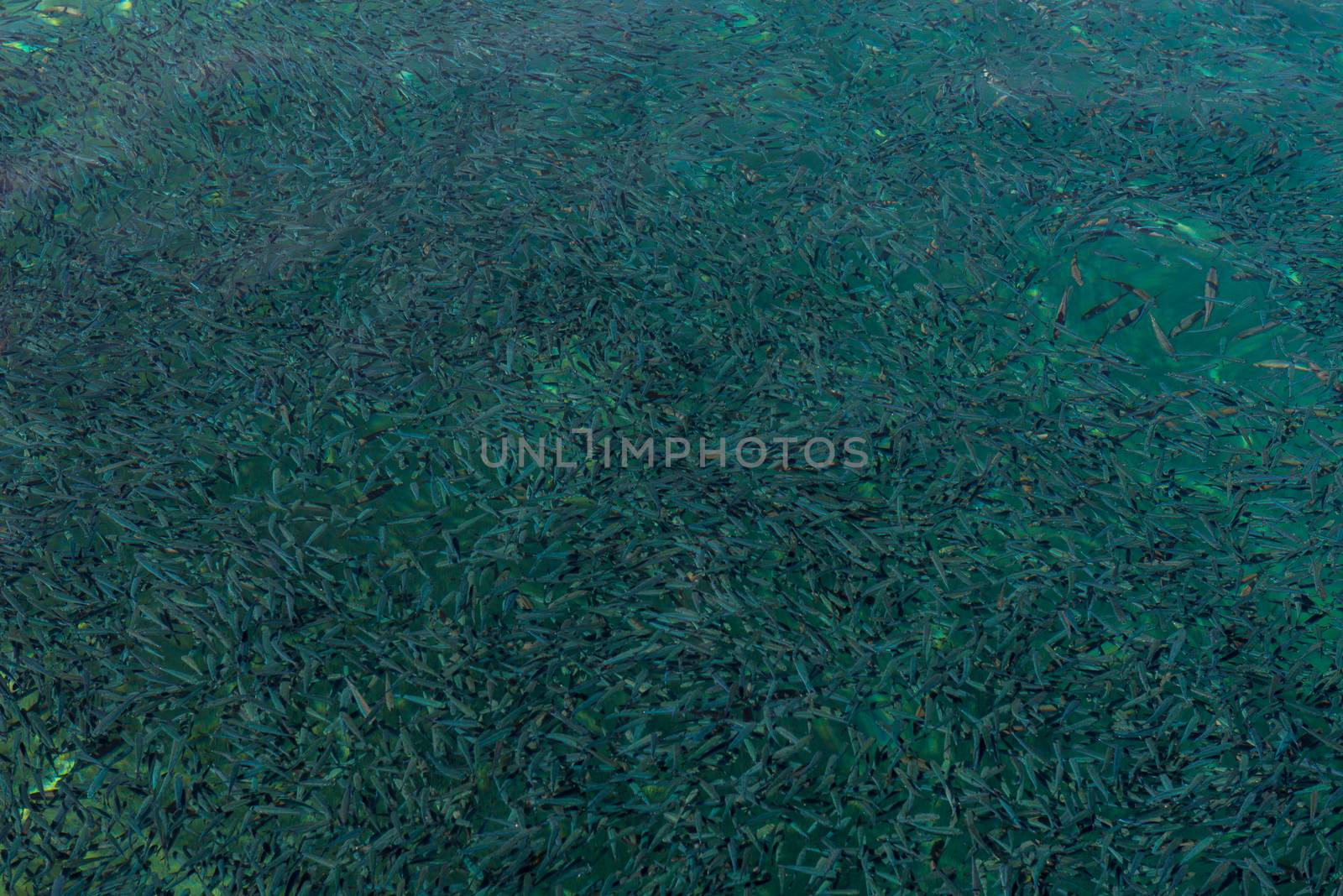 Closeup shot of fish swarm in Red Sea forming a background