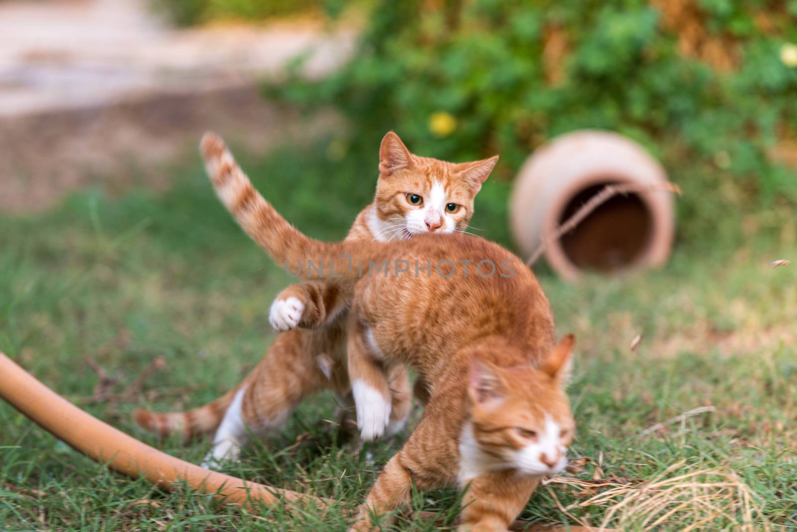 Two red kittens playing outside fight and play in green grass