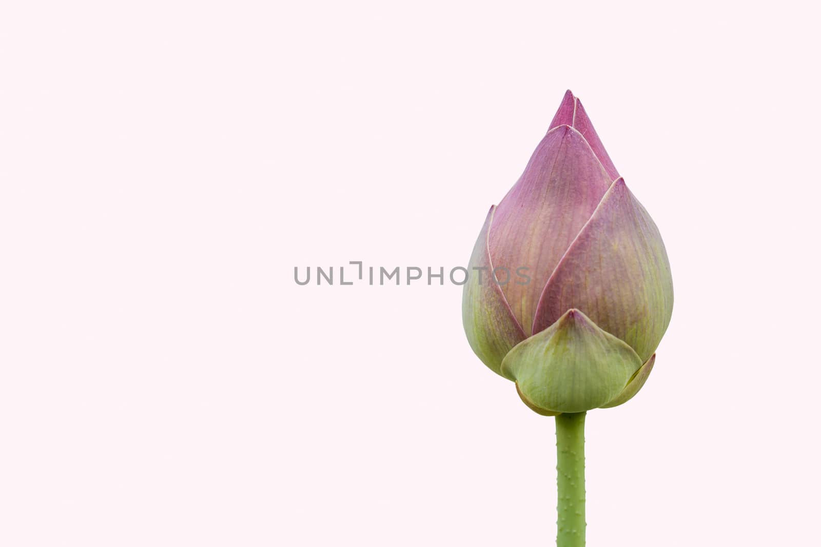 The blooming lotus buds are green on the white background, used  by photosam