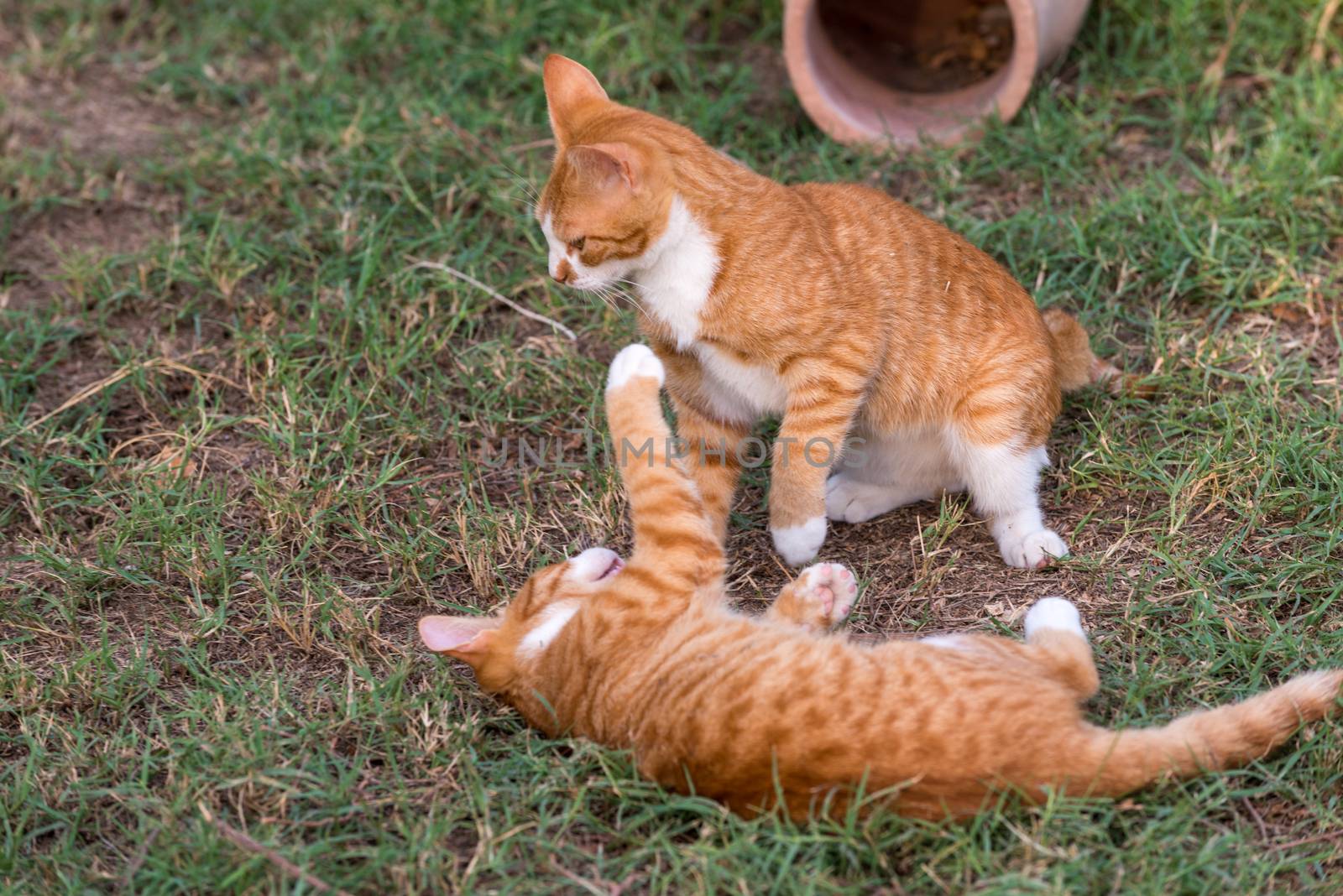 Two red kittens playing outside fight and play in green grass