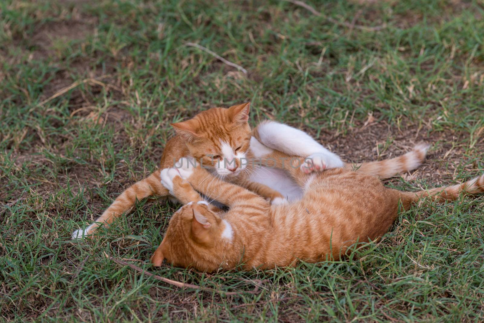 Two red kittens playing outside fight and play in green grass