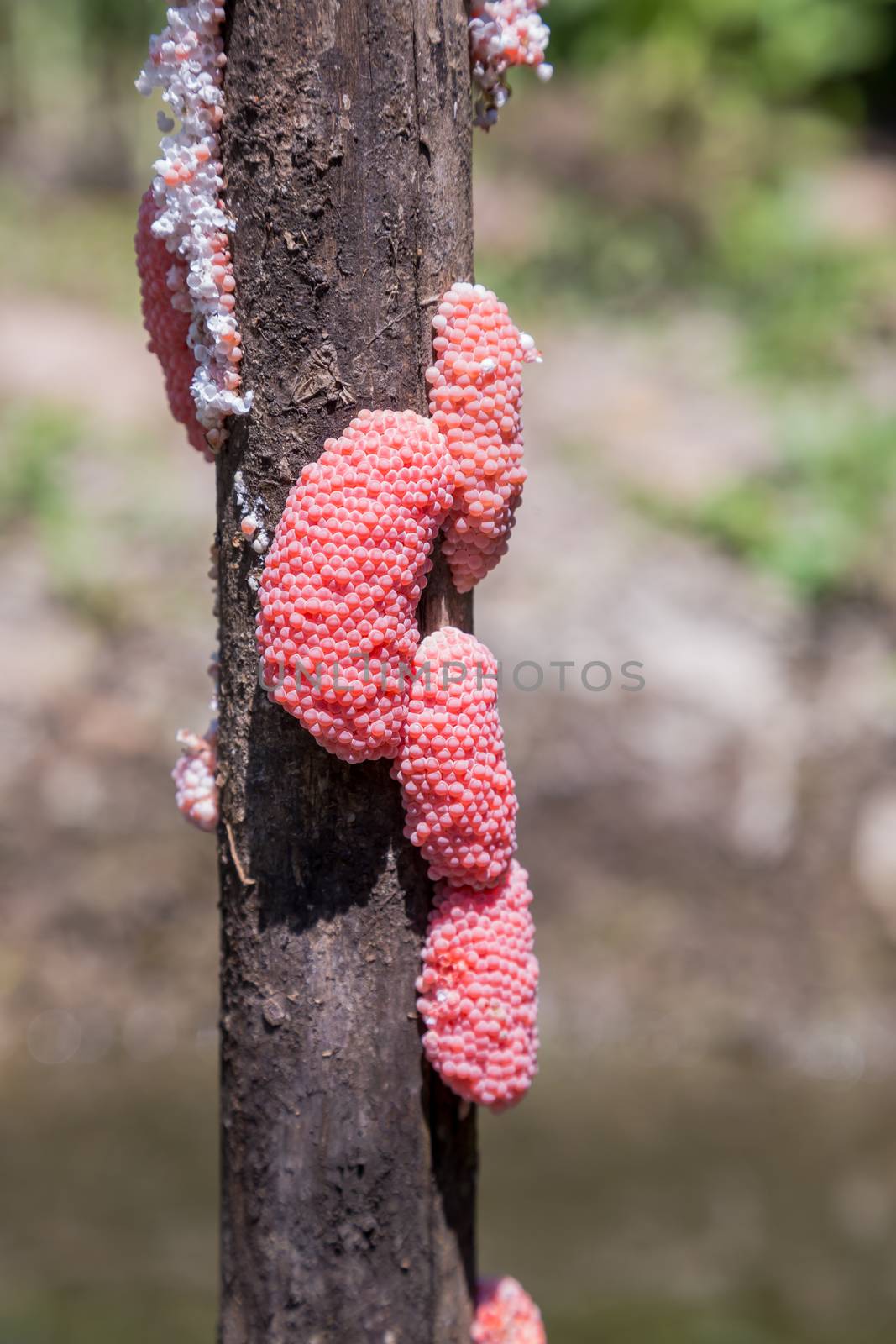 The apple snail eggs with a natural background are used as illustrations in the agricultural work.