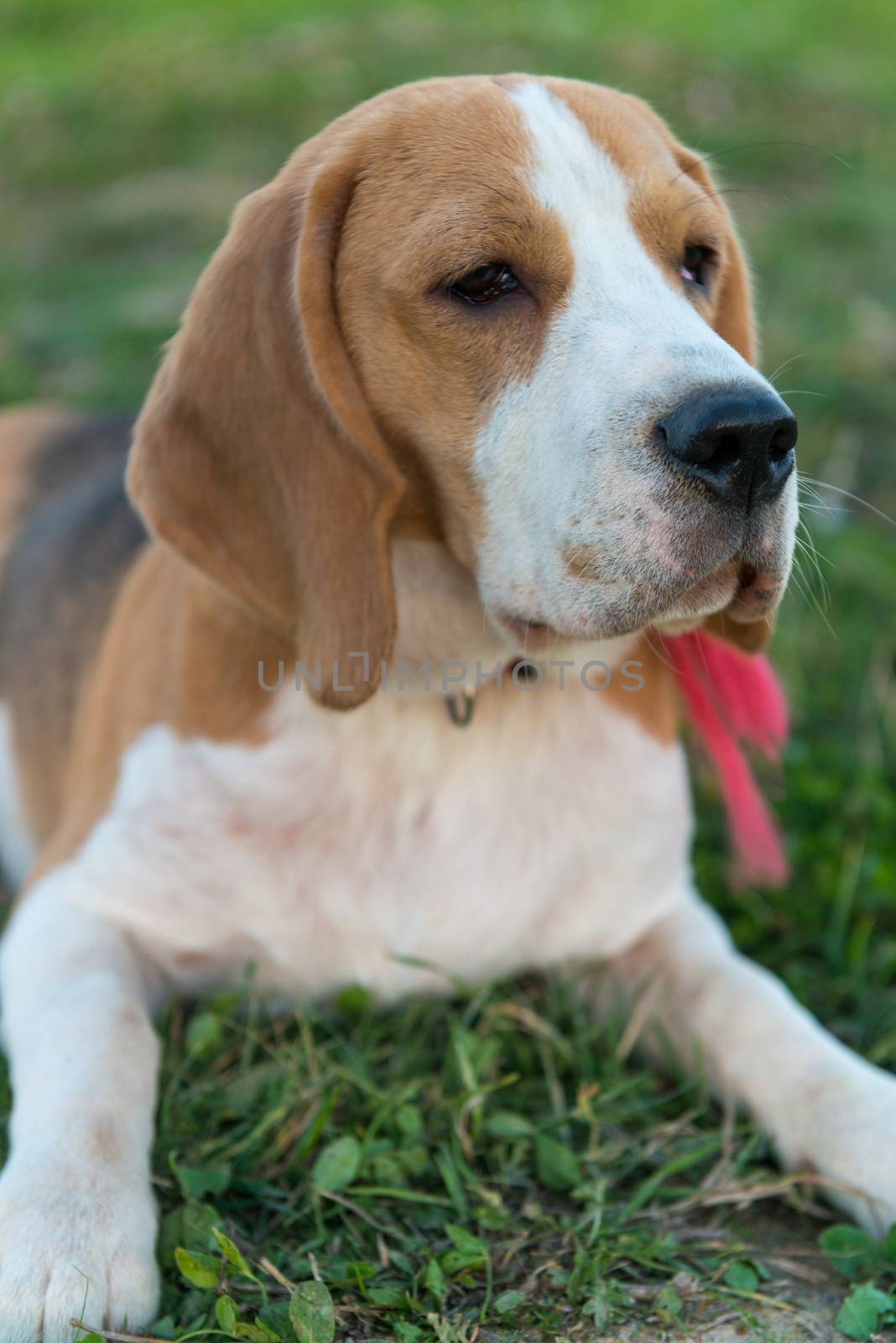 Portrait of cute beagle dog on green grass in the backyard