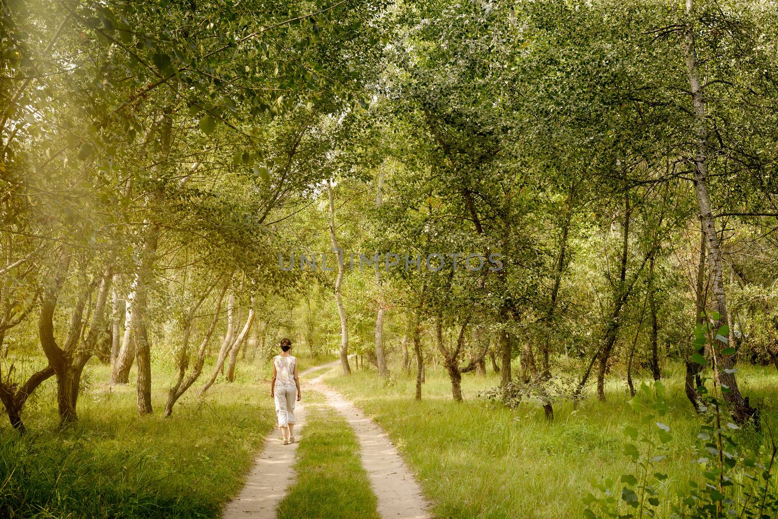 An adult woman is walking in the forest near the city of Kiev in Ukraine. Sun rays pass through the tree branches creating a magic mood