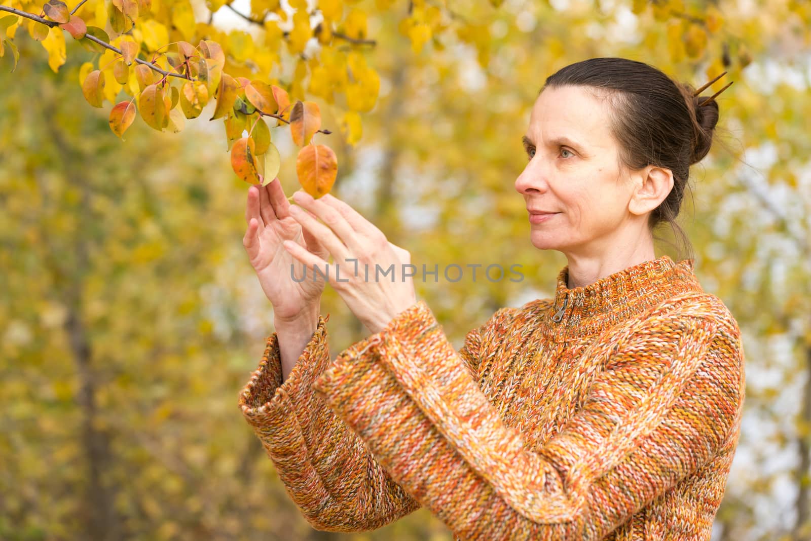 A smiling adult caucasian woman is picking orange apple leaves in autumn