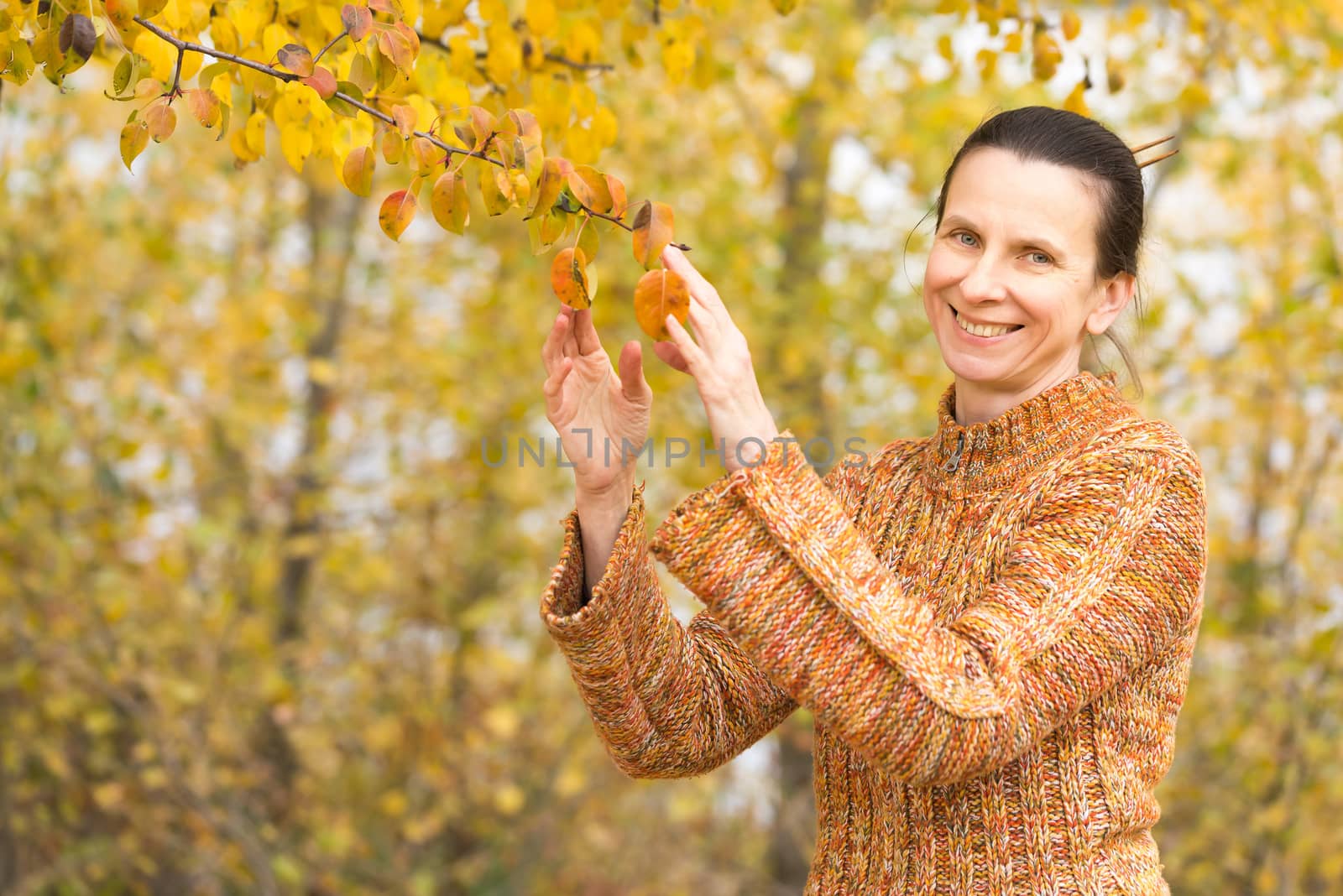 A smiling adult caucasian woman is picking orange apple leaves in autumn