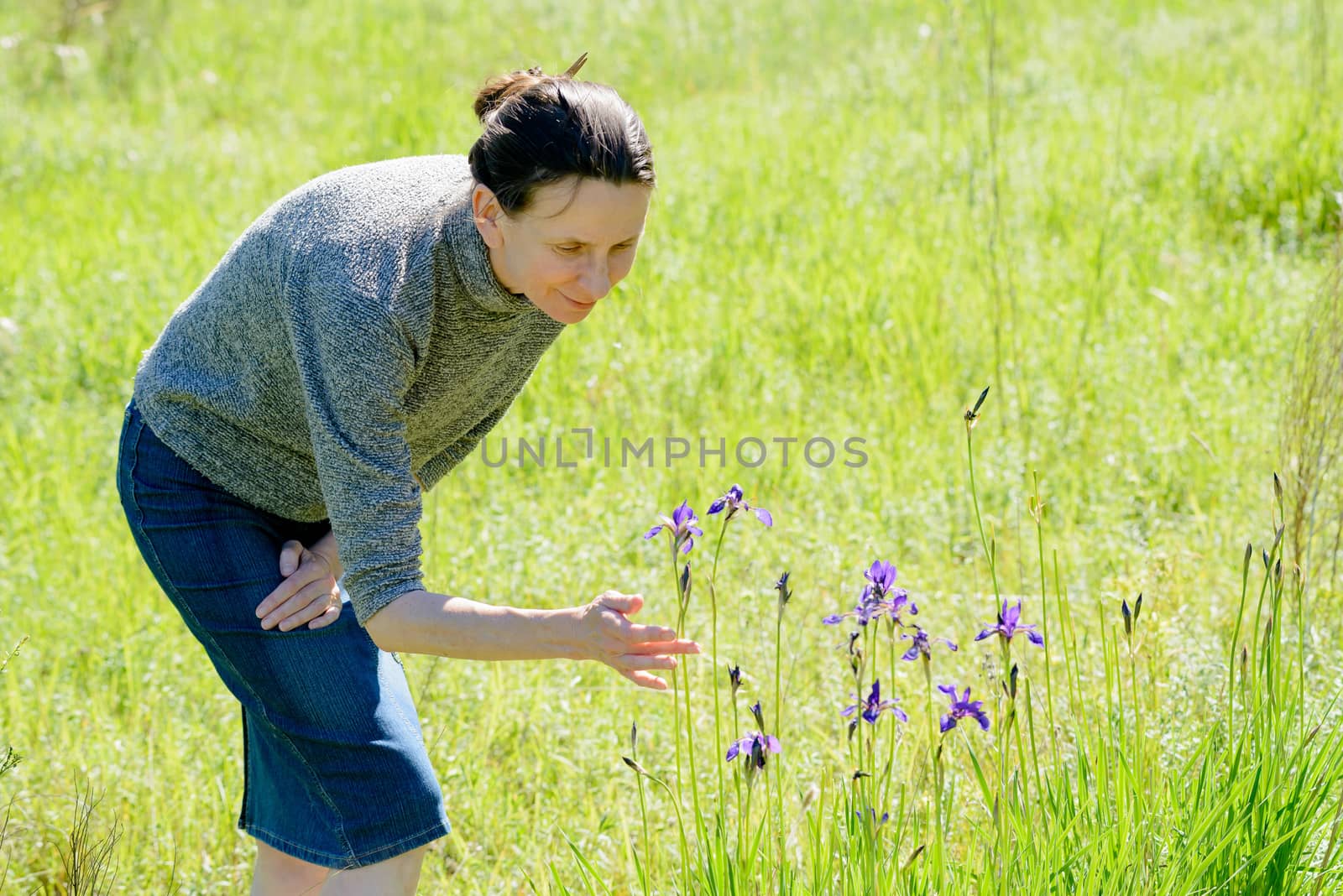 Caucasian adult woman looking a wild iris sibirica flower in the meadow at sunset