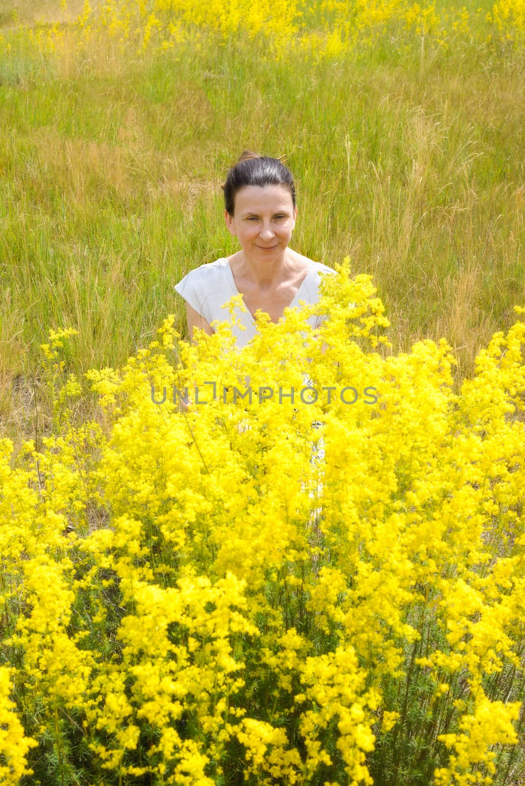 An adult woman stands up behind a bush of Galium verum flowers, also known as lady's bedstraw or yellow bedstraw, in the meadow under the warm and soft summer sun, in Kiev, Ukraine