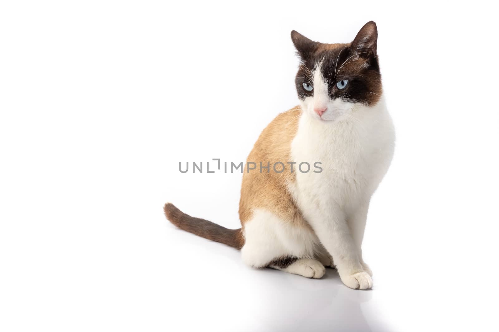 siamese cross cat and ragdoll sitting on white background in studio