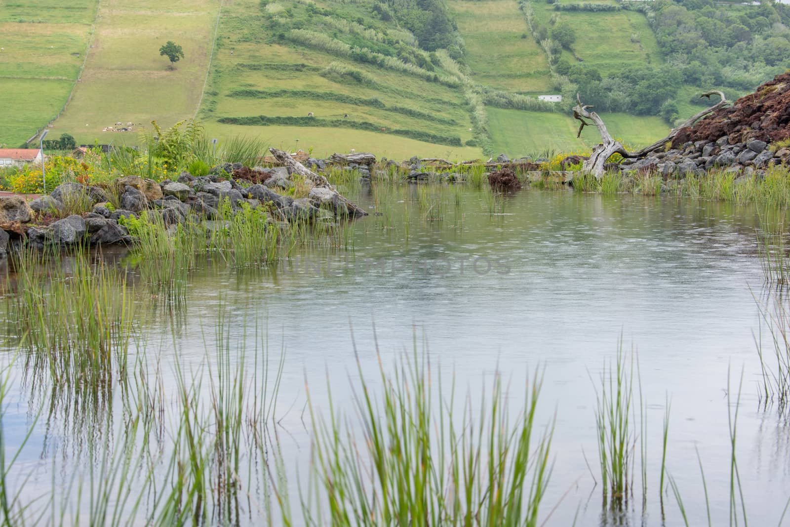 Walk on the Azores archipelago. Discovery of the island of Faial, Azores. Portugal , Horta