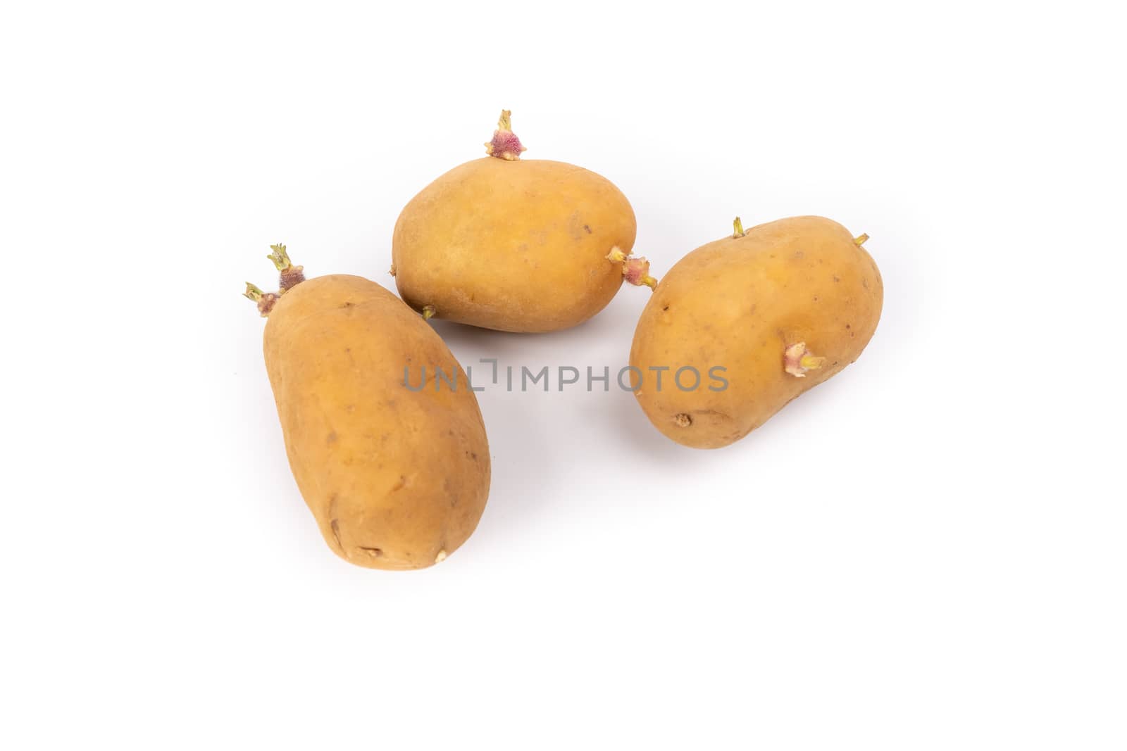 set of sprouted potato plants ready for planting - on white background in studio