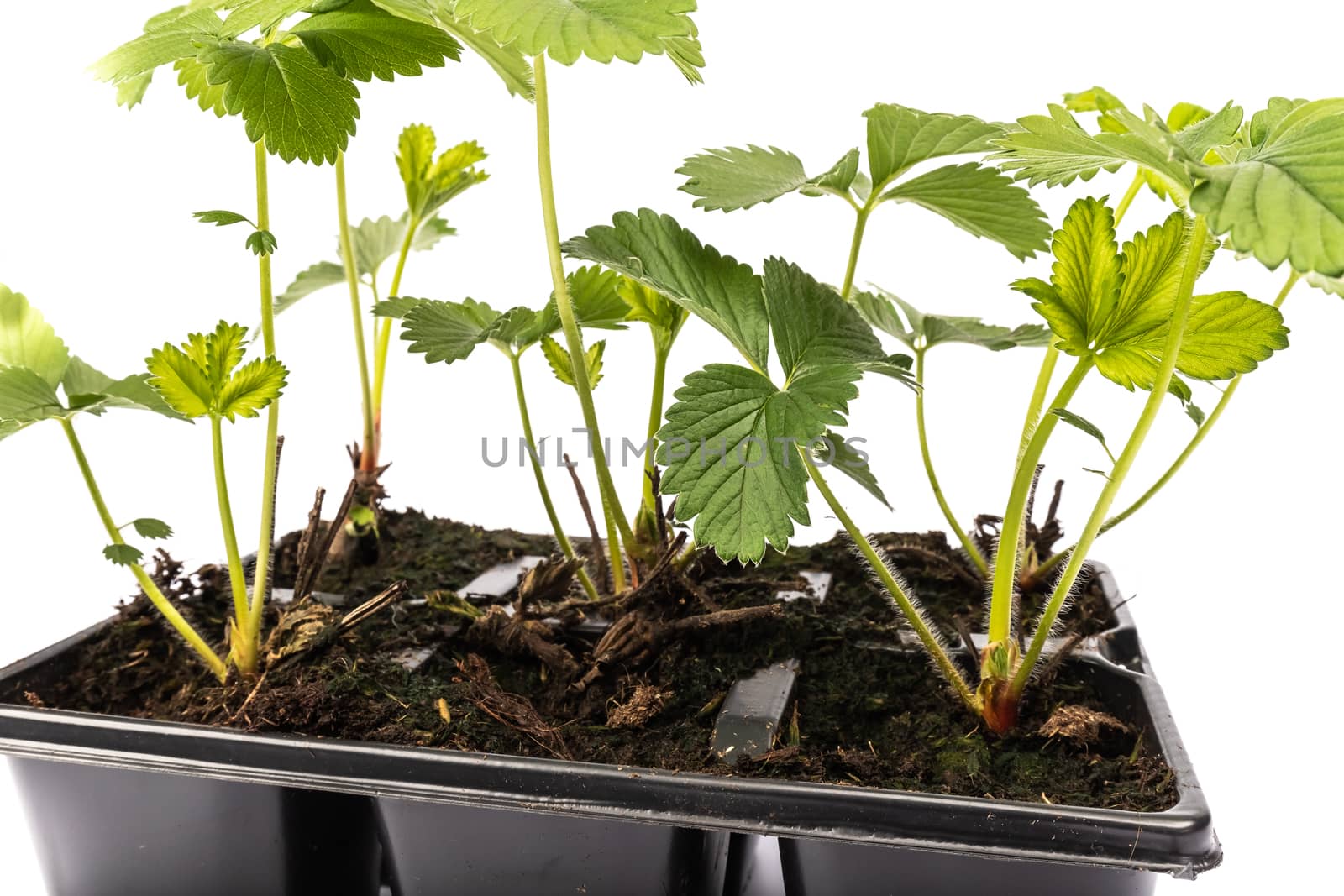 young strawberry plants in pots on white background in studio