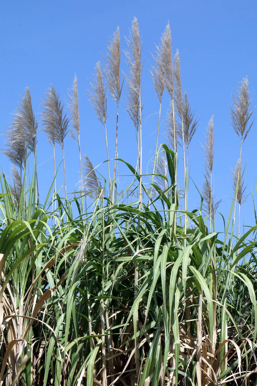 Sugarcane flower, Sugarcane plantation, Sugarcane plants grow in field, Plantation Sugar cane tree farm, Background of sugarcane field by cgdeaw
