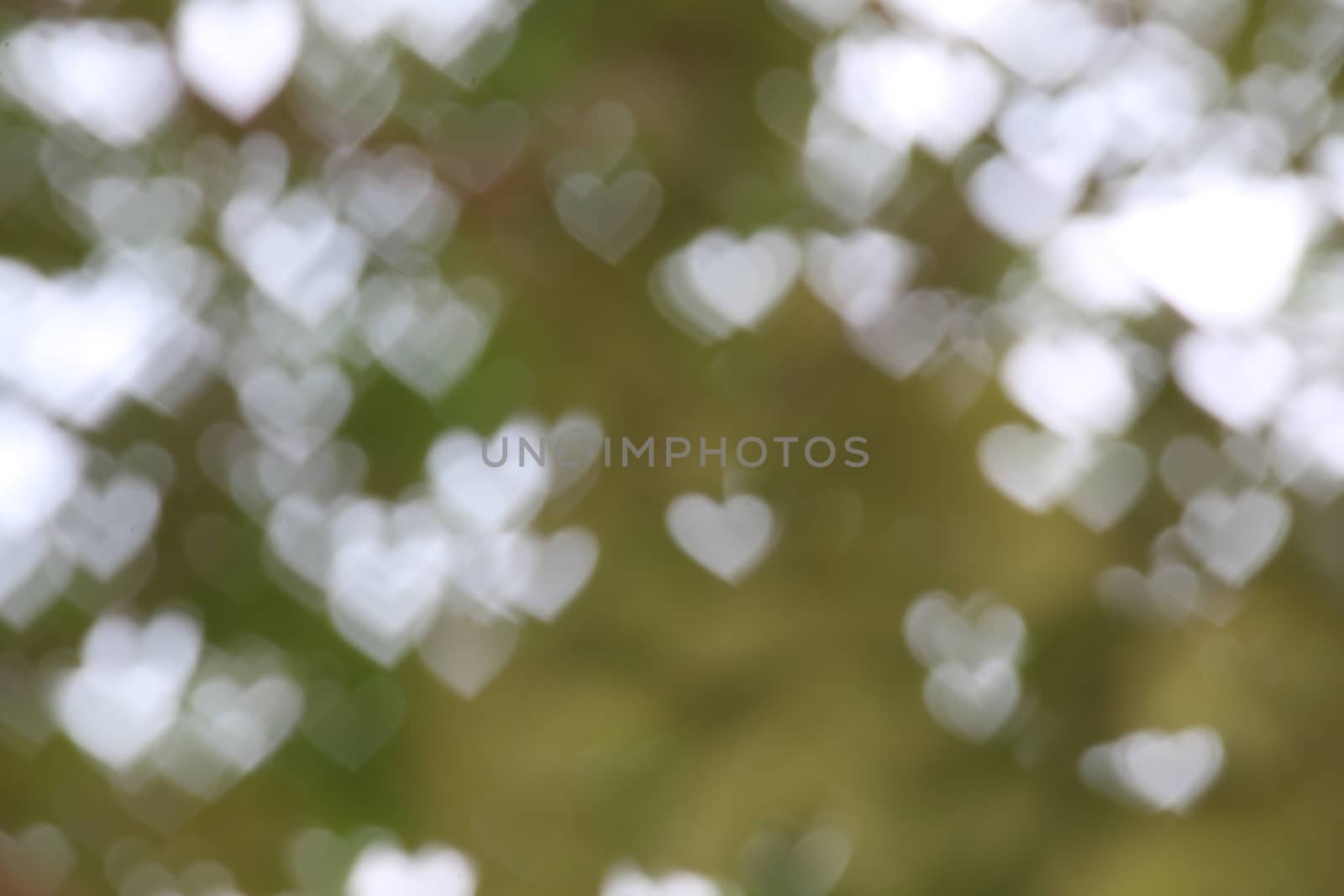 Background green tree soft blurred bokeh nature fresh lighting heart-shaped for valentine and forest herbs wallpaper, Soft bokeh nature Background design